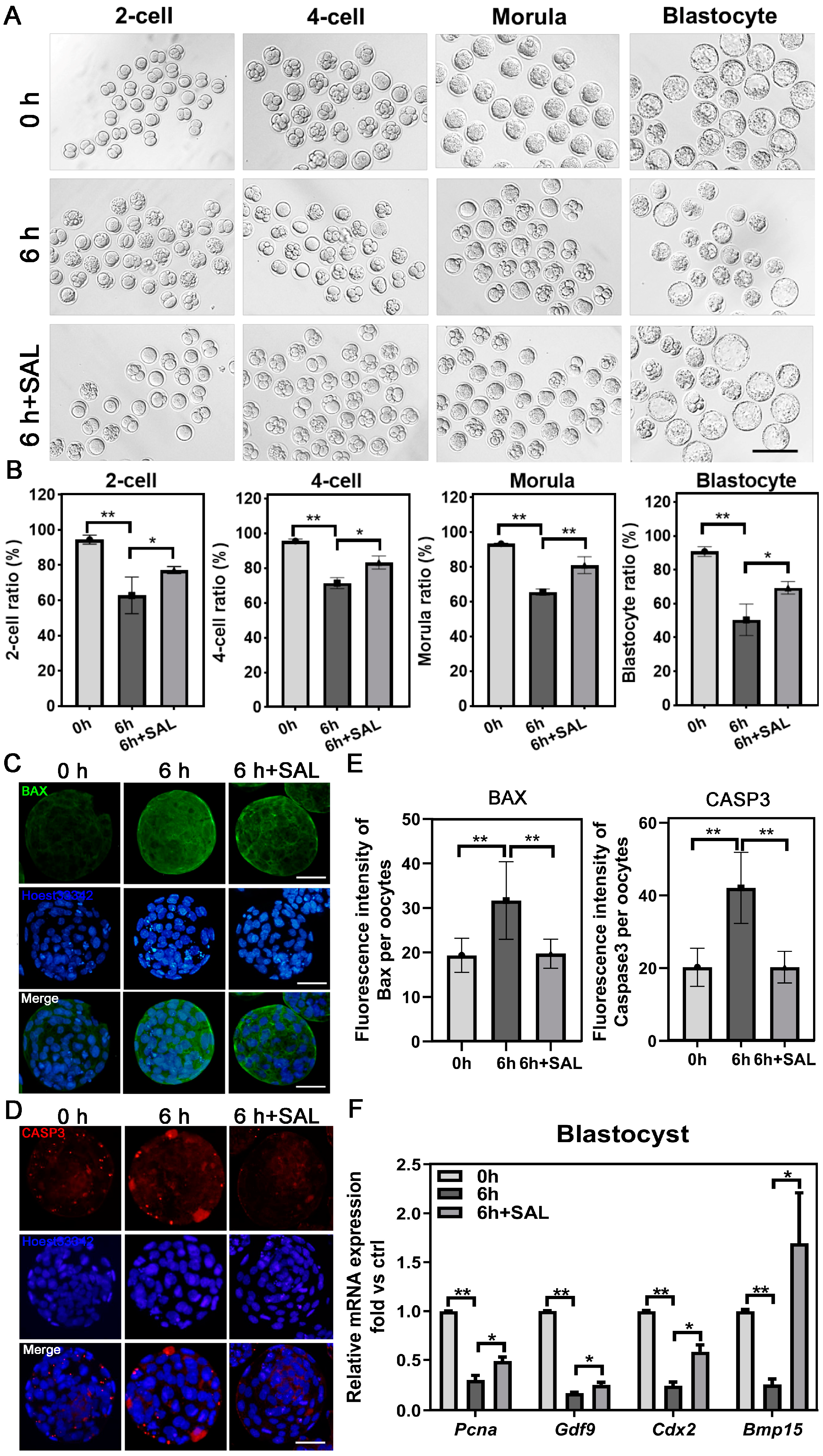 Antioxidants 13 00248 g006