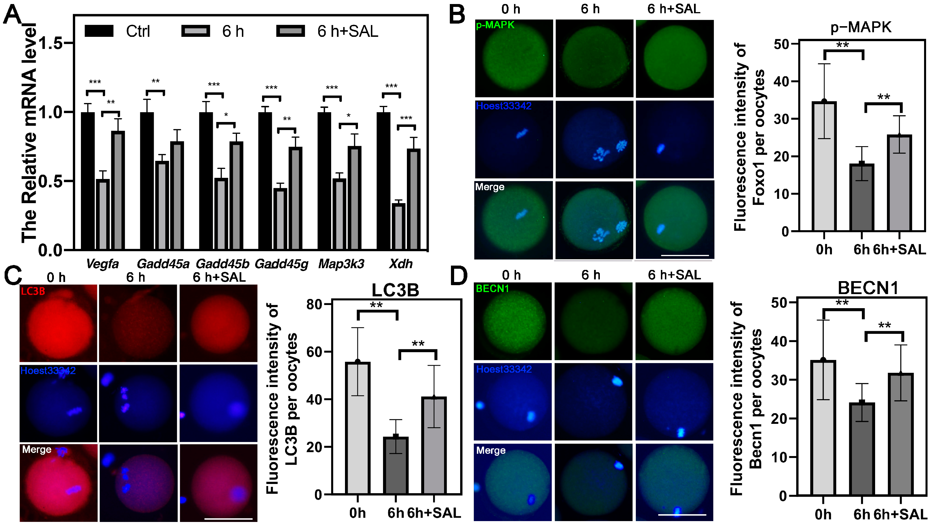 Antioxidants 13 00248 g008