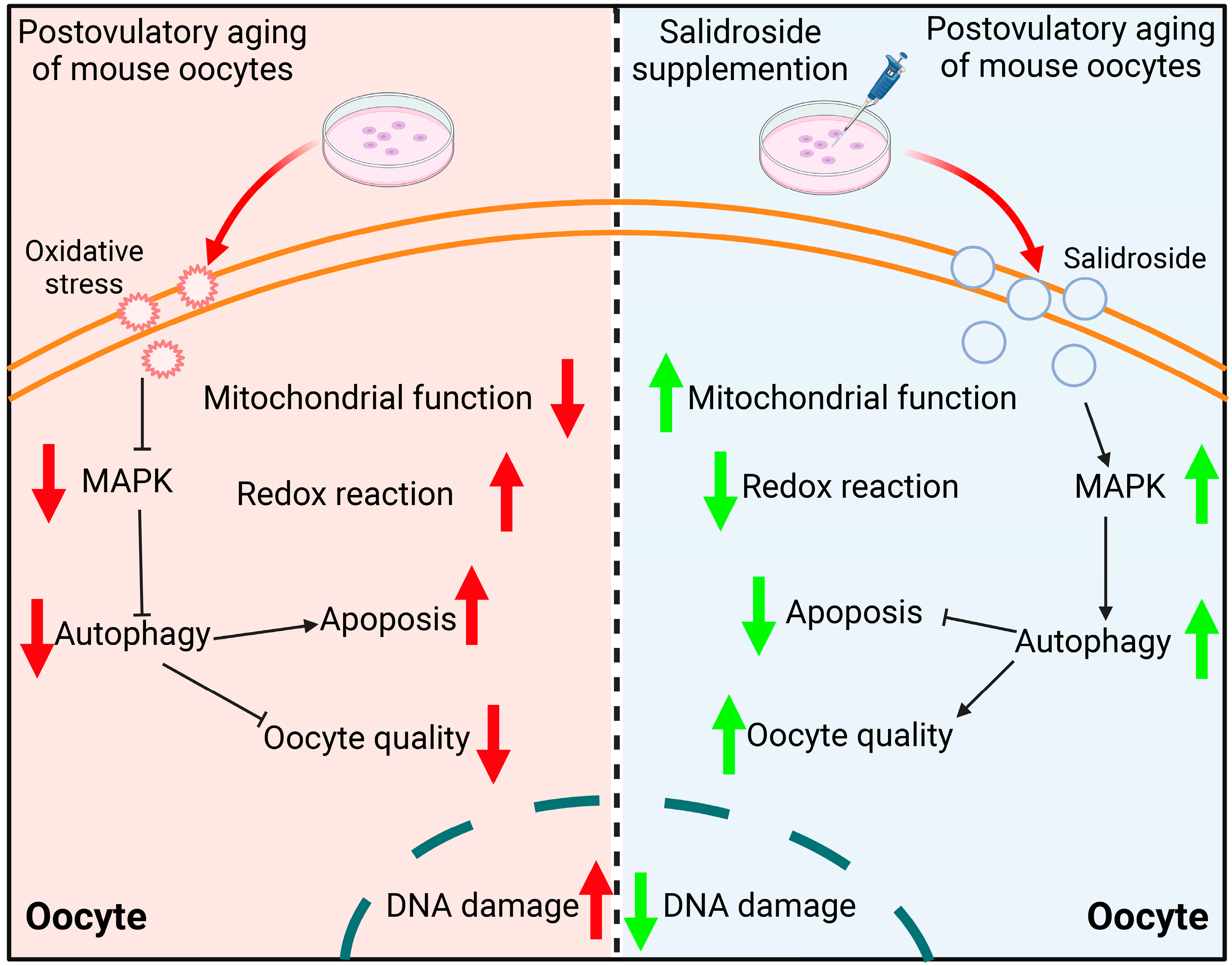 Antioxidants 13 00248 g009