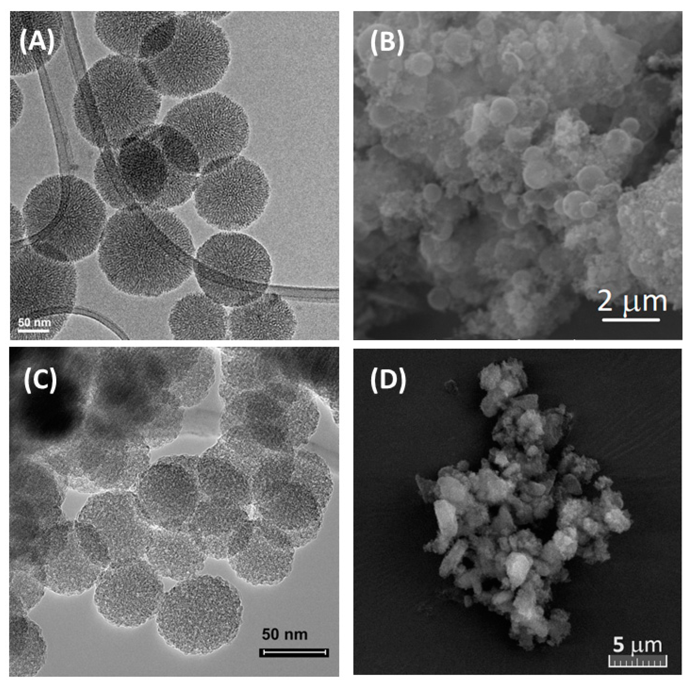 Antioxidants 13 00250 g004
