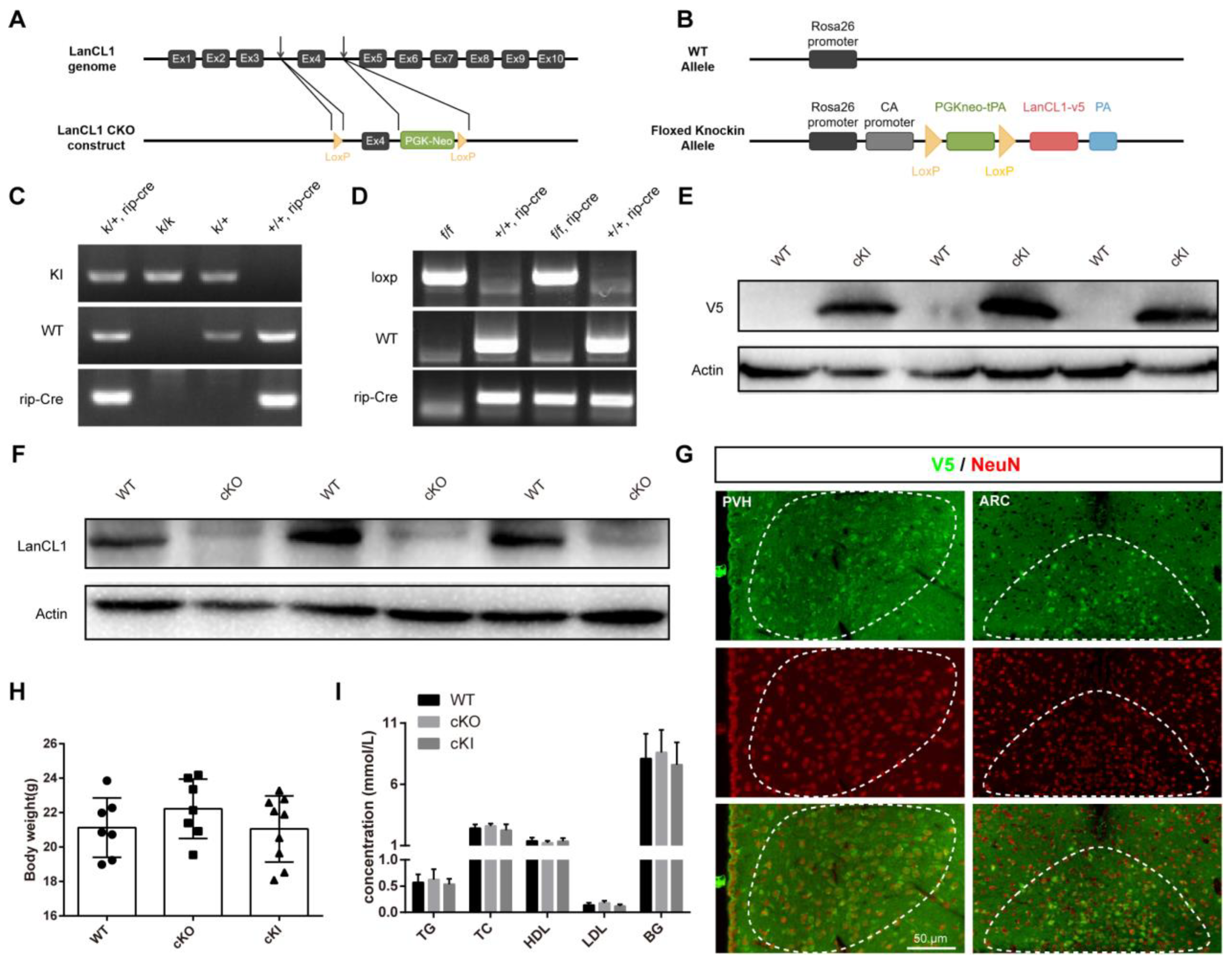 Antioxidants 13 00252 g002