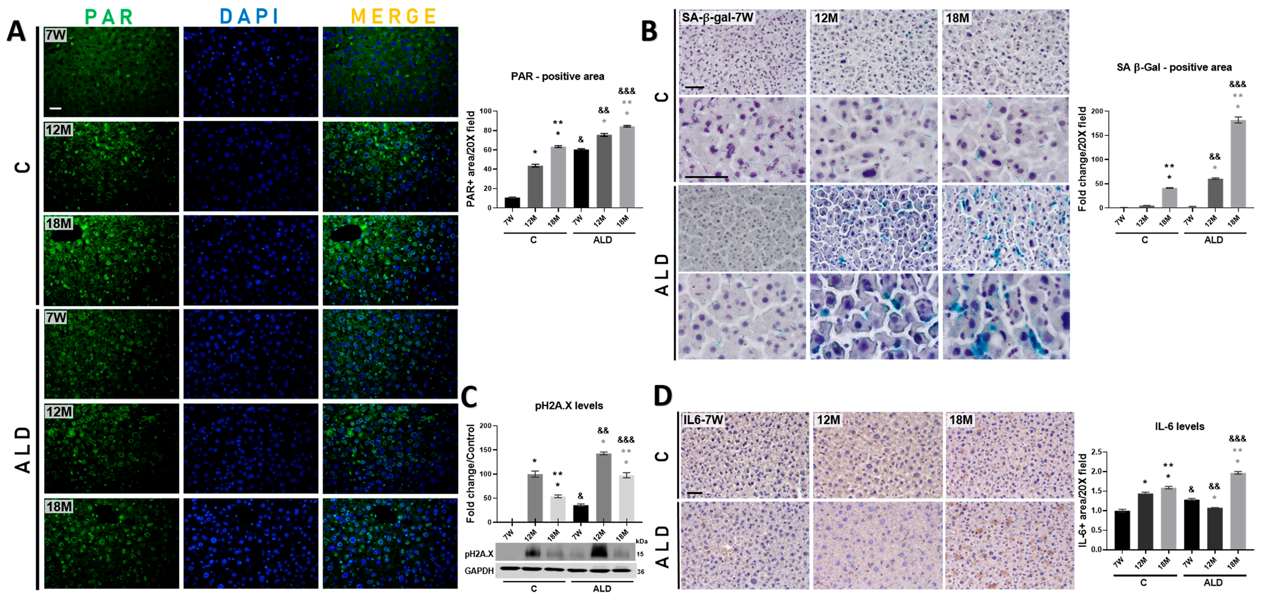 Antioxidants 13 00257 g004