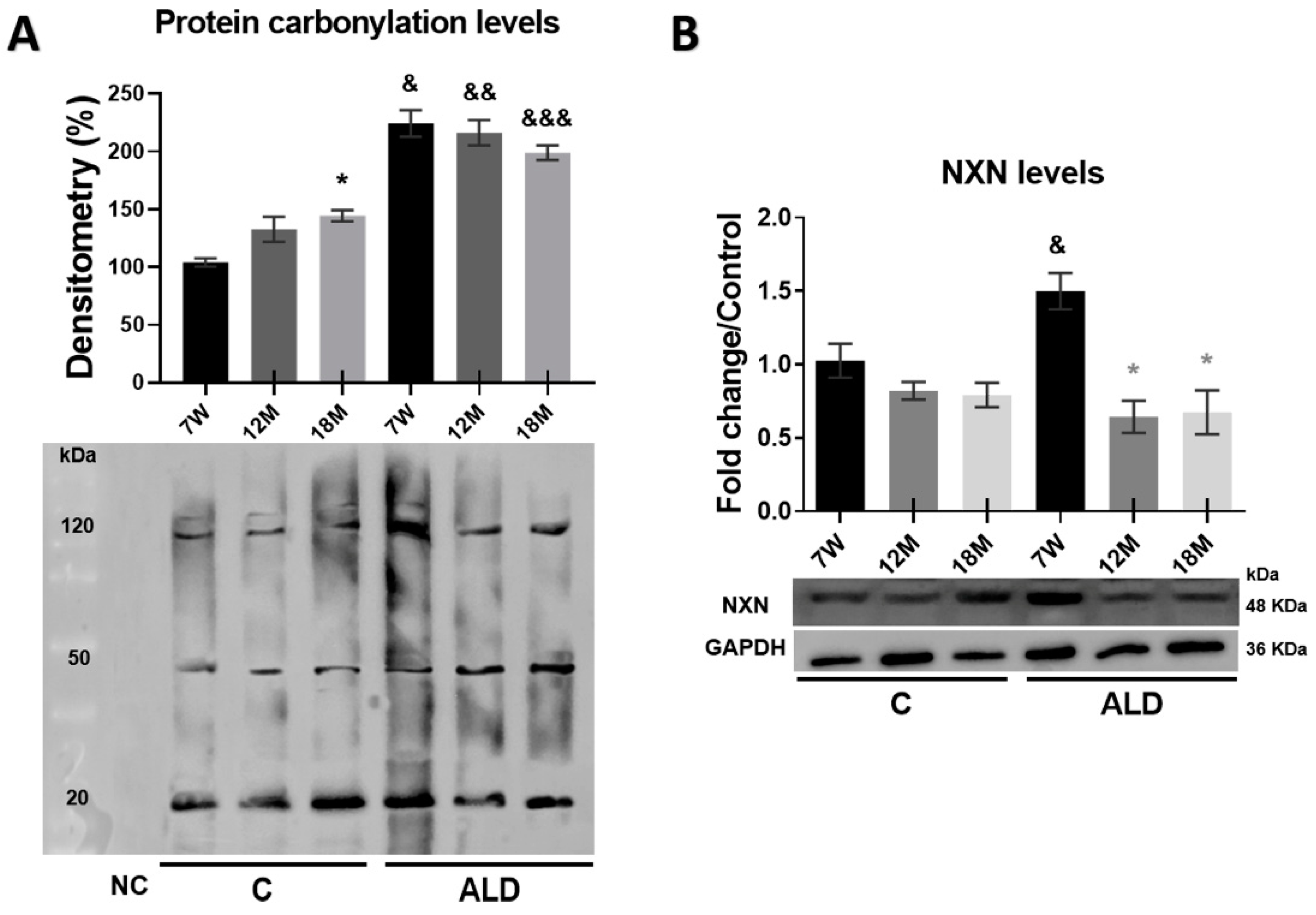 Antioxidants 13 00257 g006