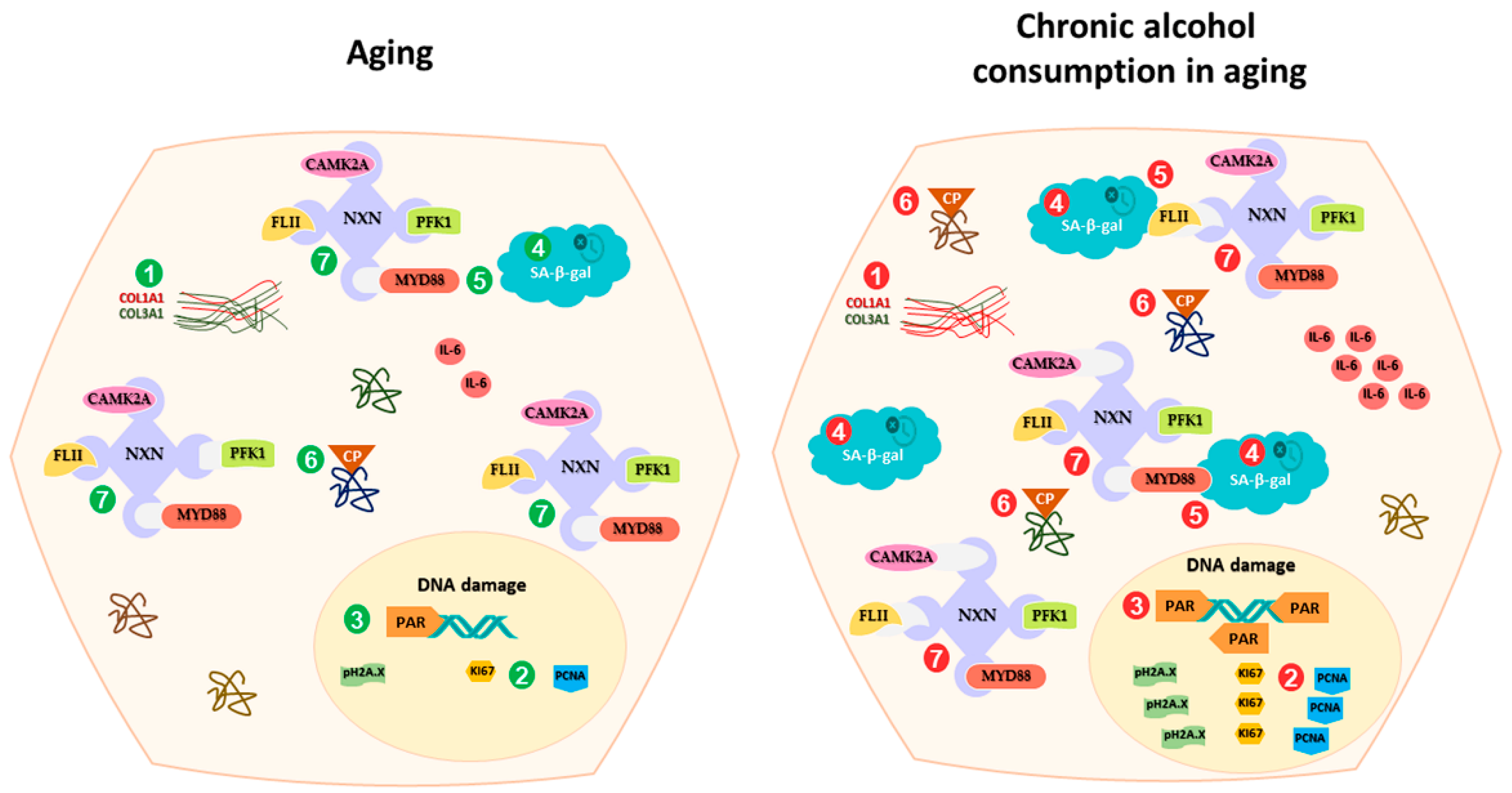Antioxidants 13 00257 g008