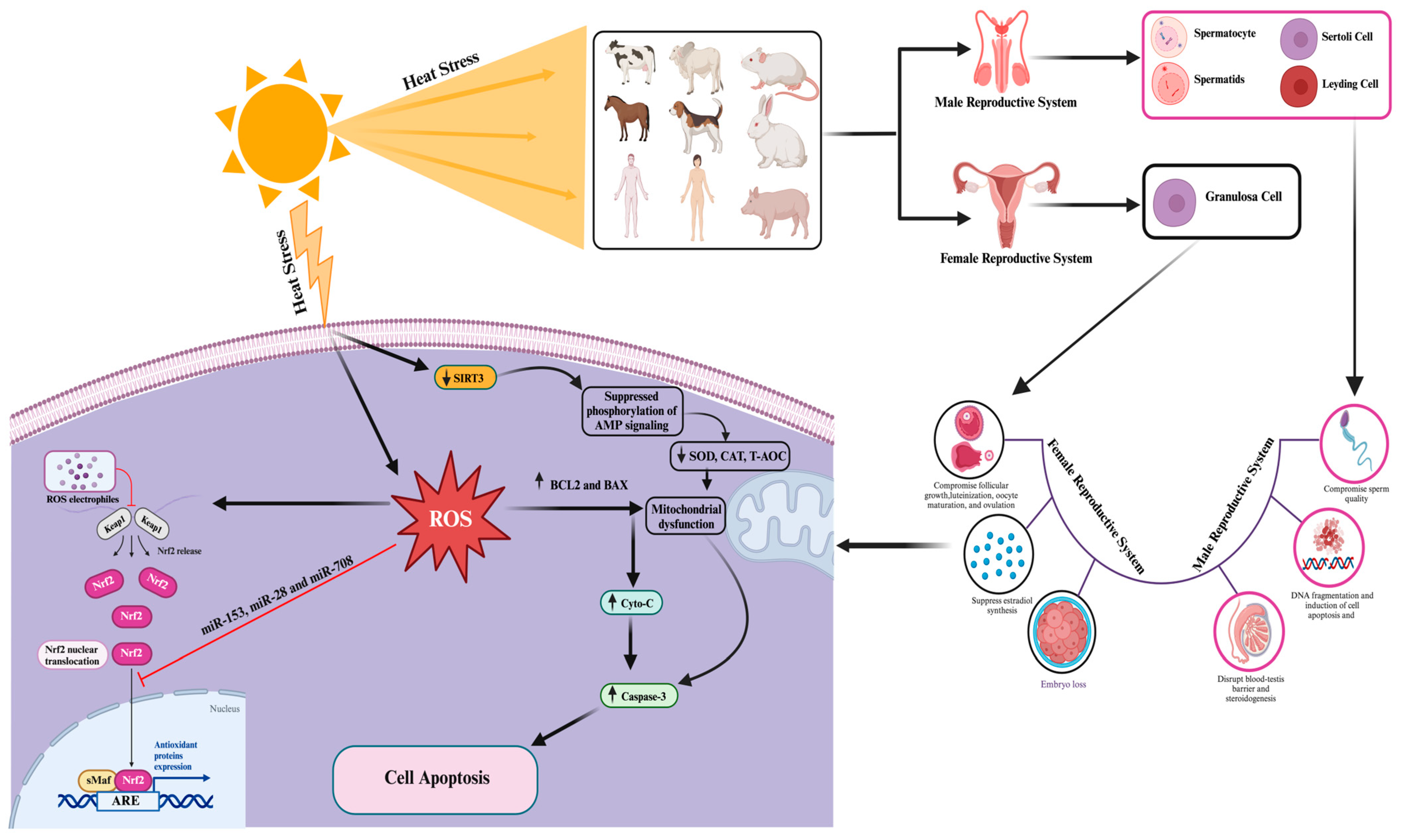 Antioxidants 13 00258 g002