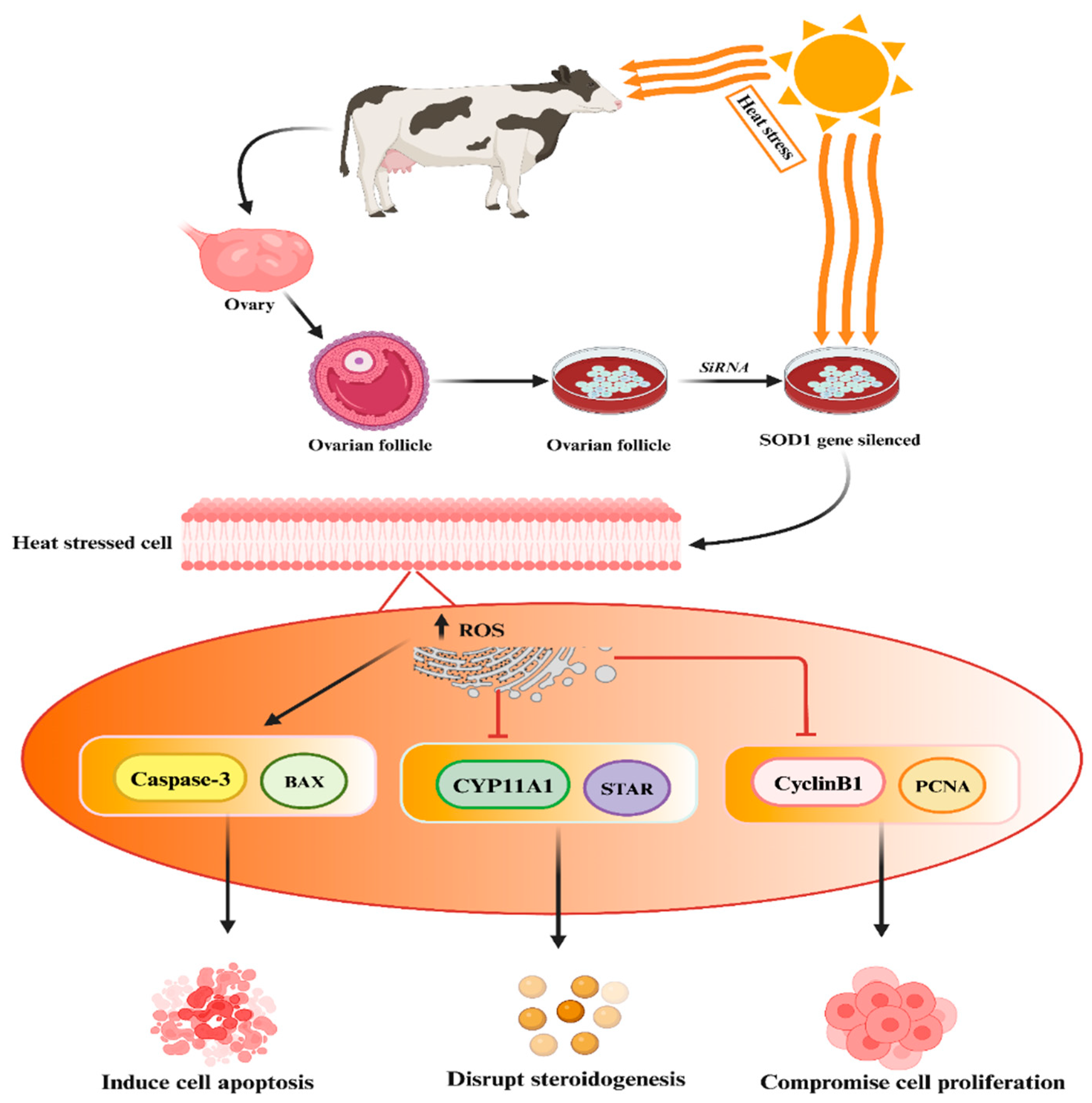 Antioxidants 13 00258 g003