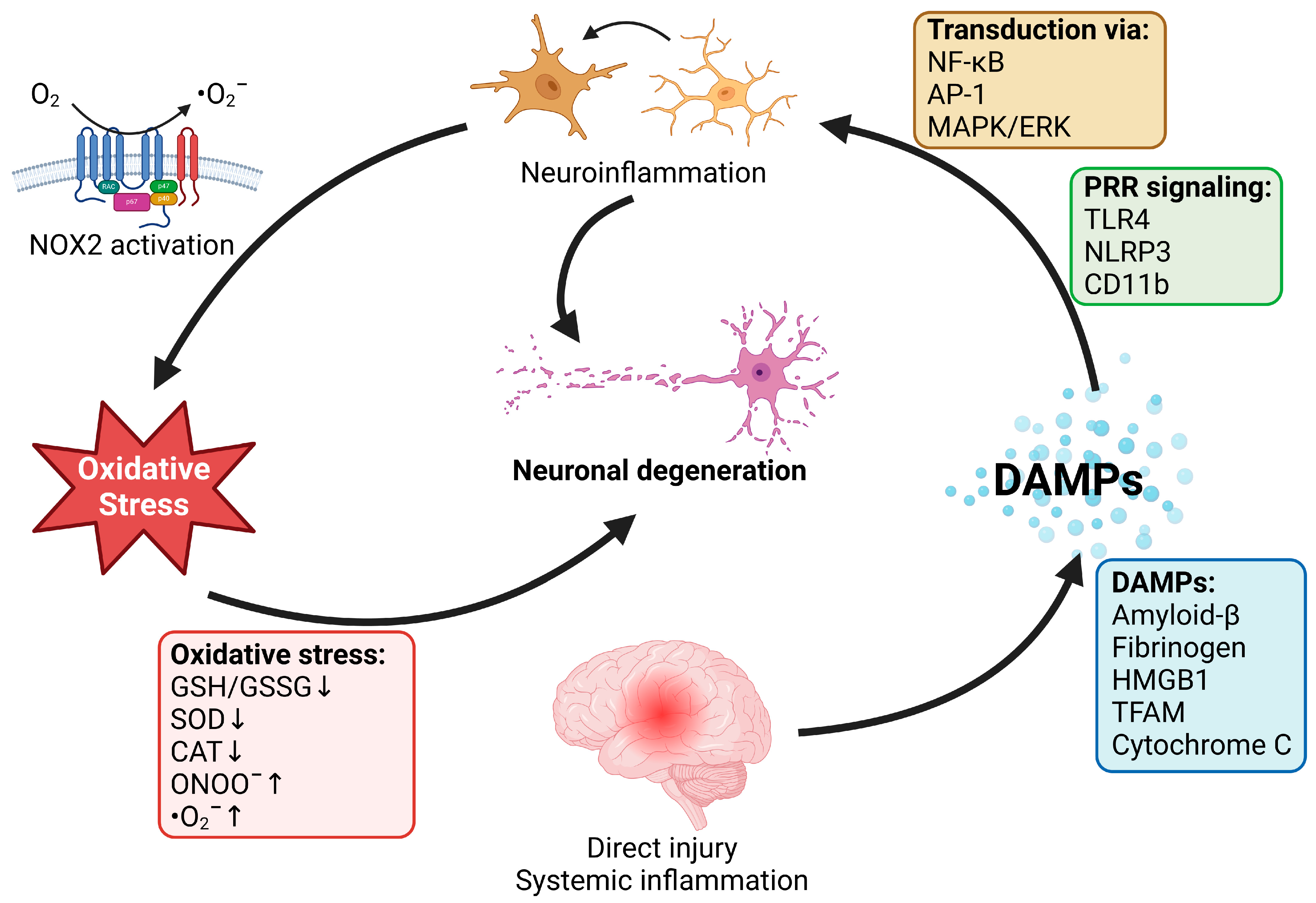 Antioxidants 13 00266 g001