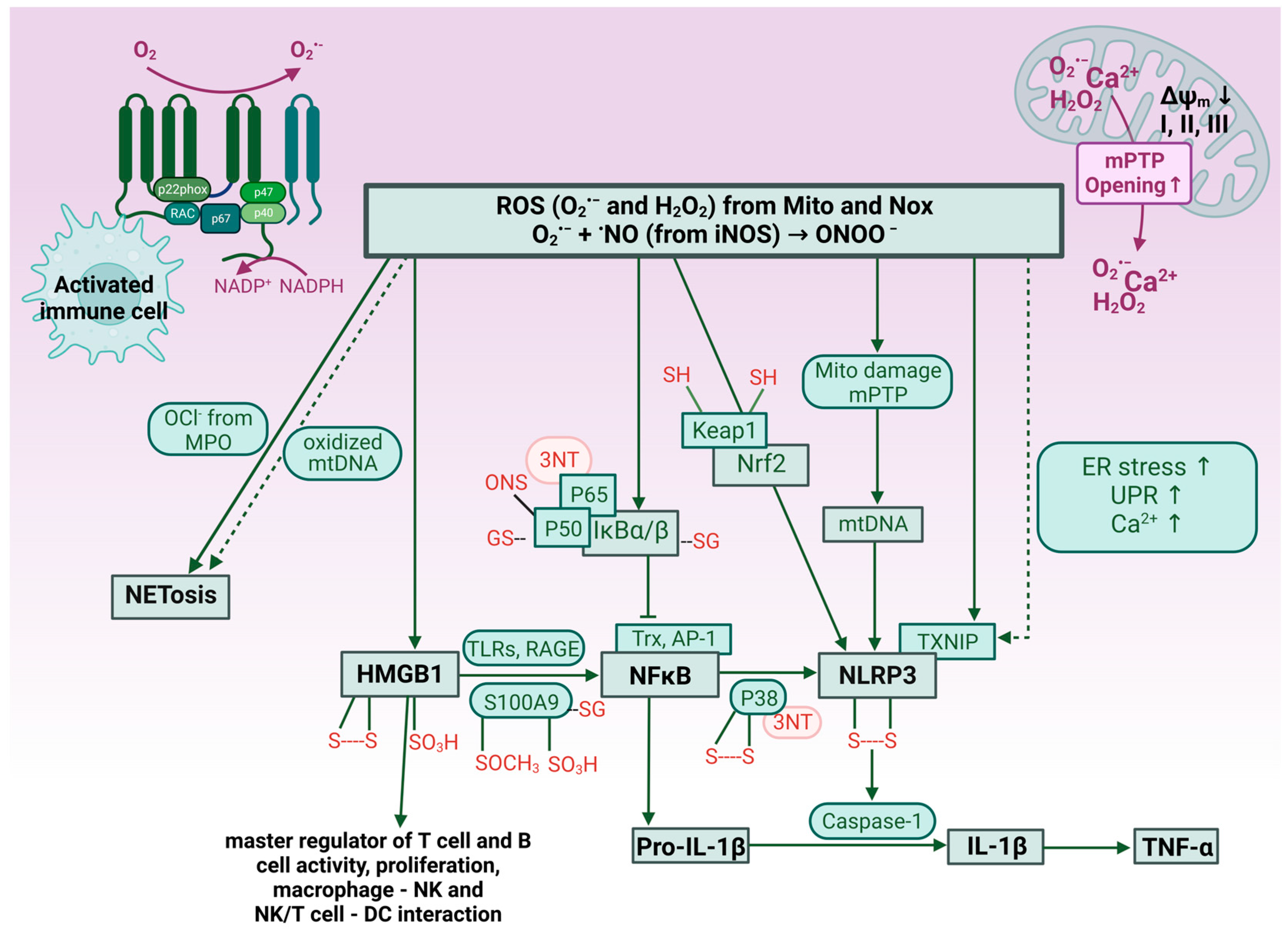 Antioxidants 13 00266 g002