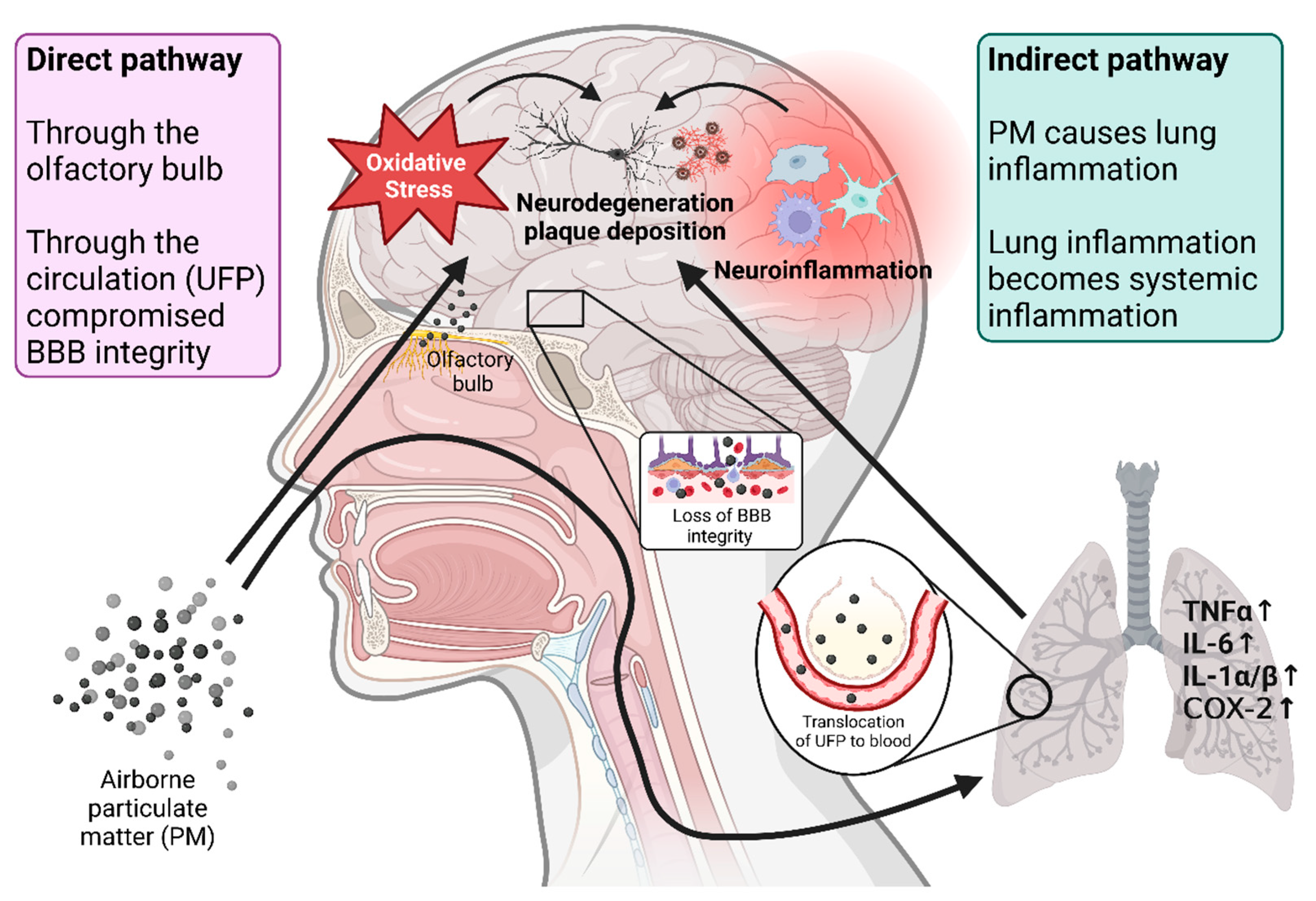Antioxidants 13 00266 g003