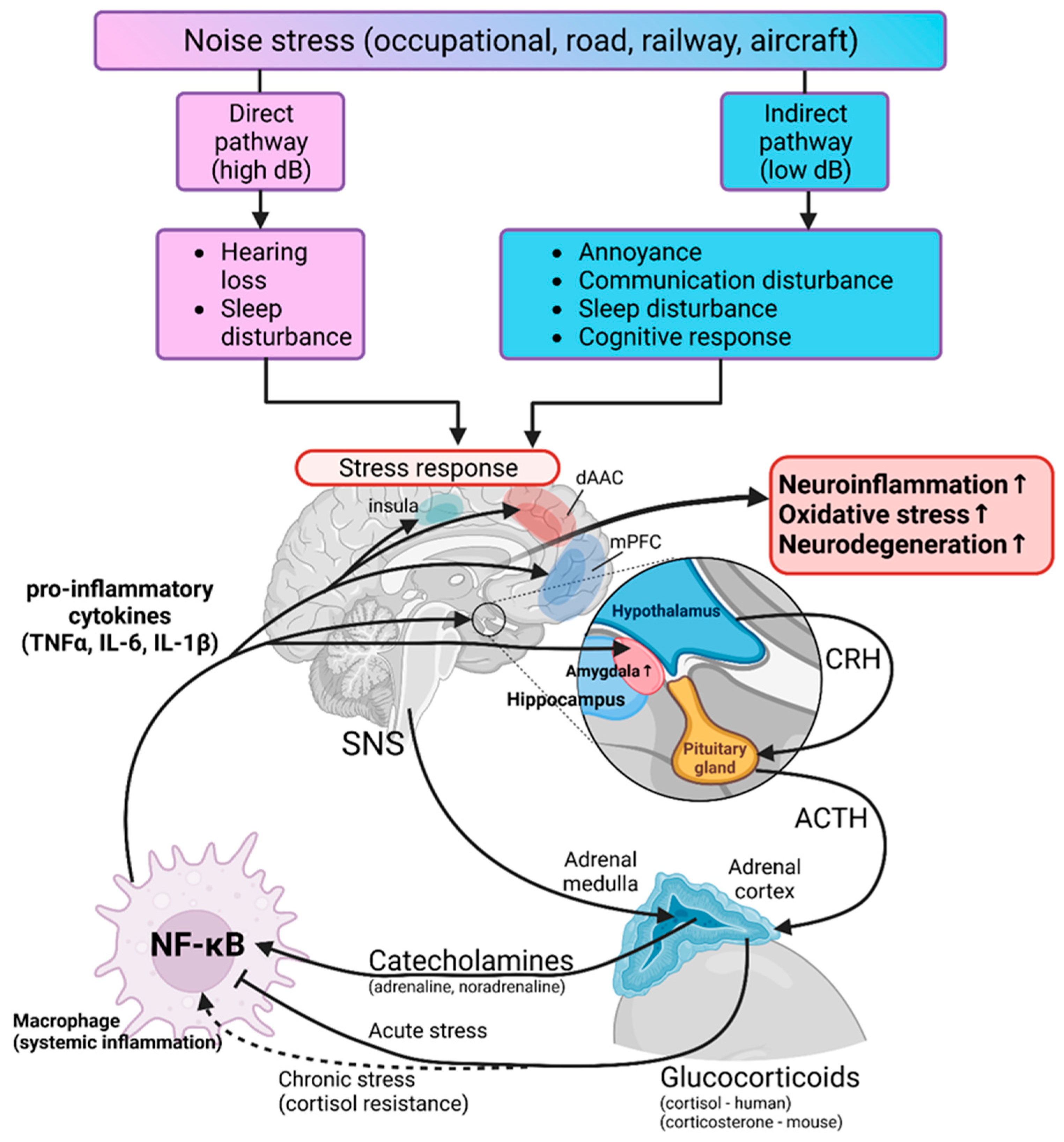 Antioxidants 13 00266 g004