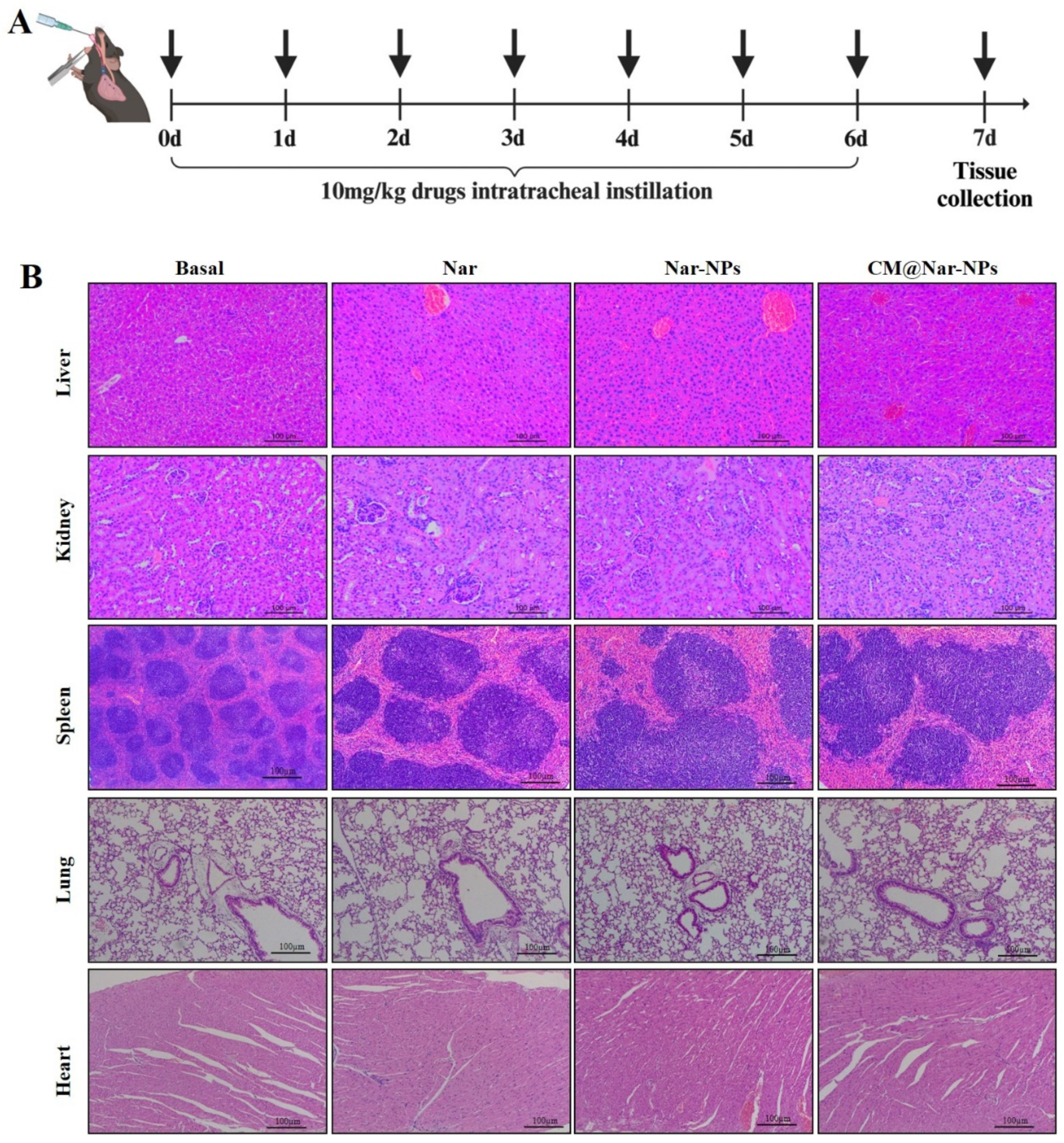 Antioxidants 13 00282 g011