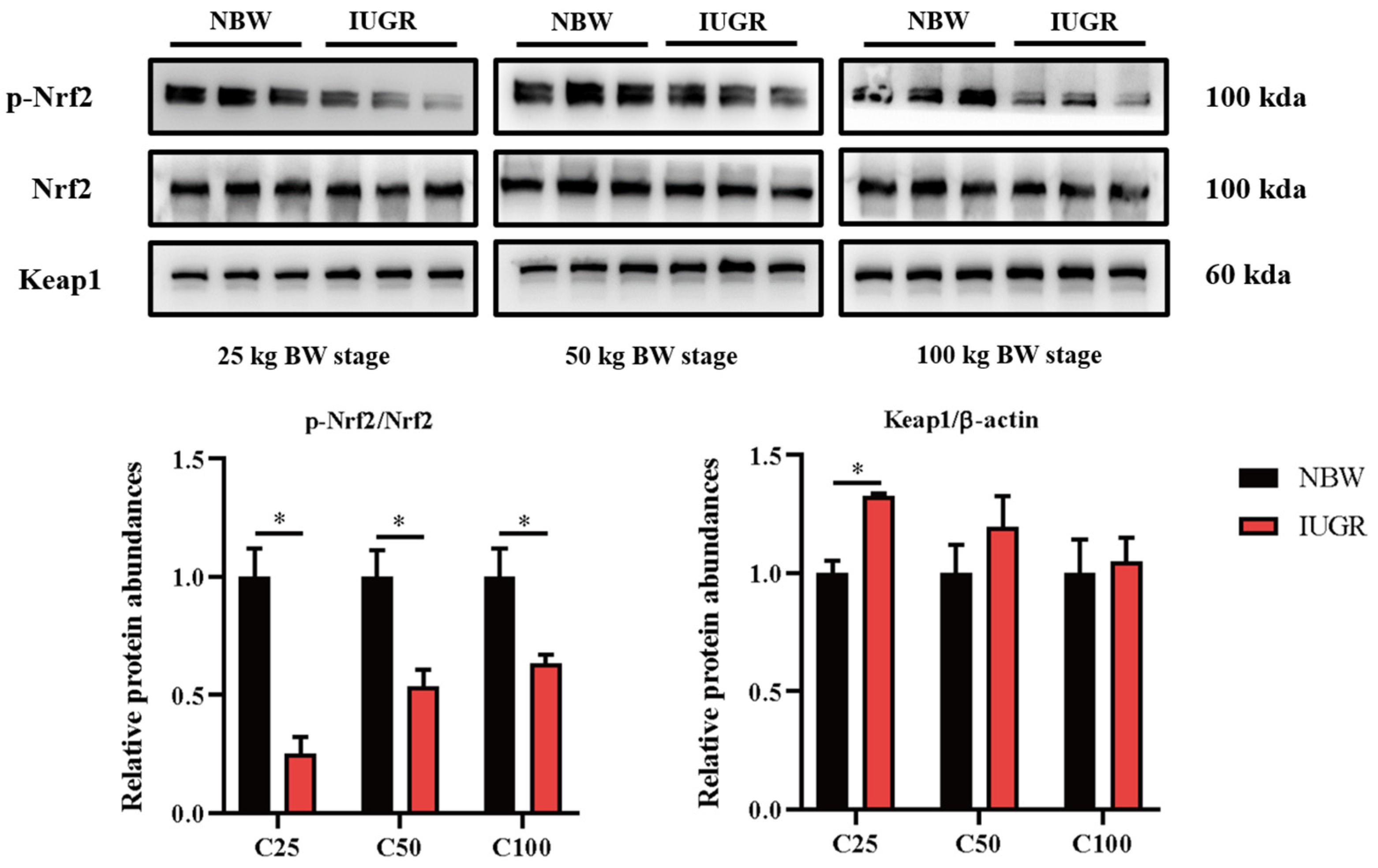 Antioxidants 13 00283 g005