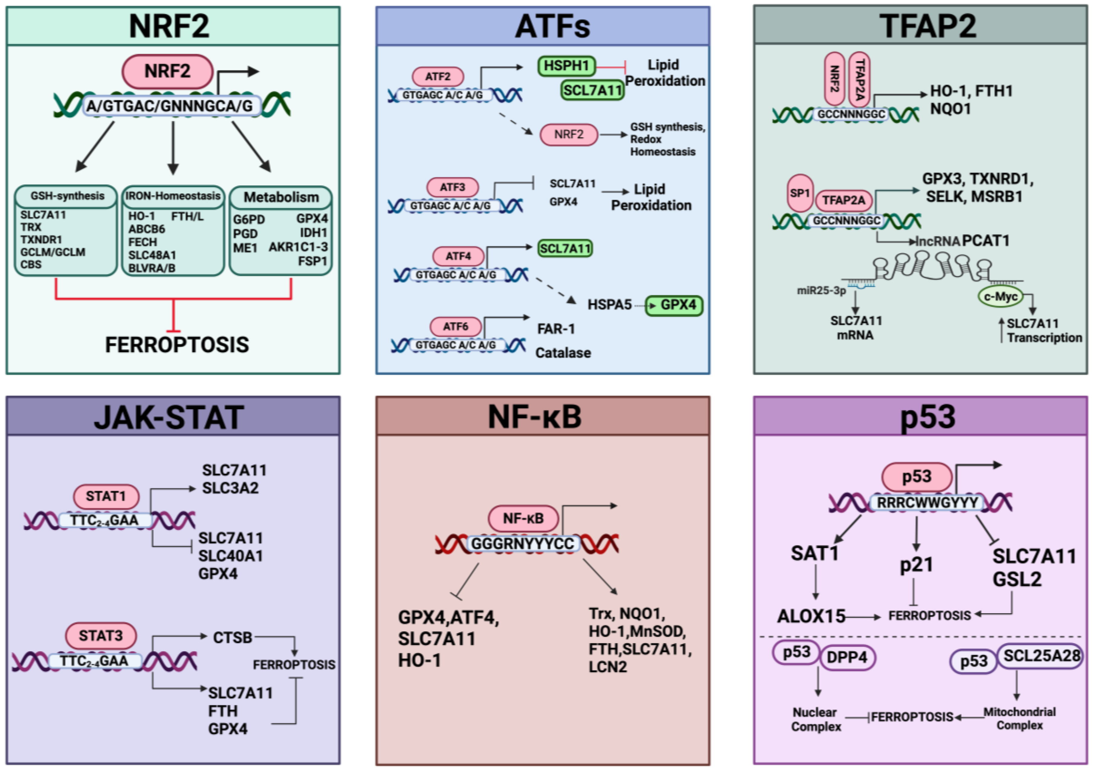 Antioxidants 13 00298 g006