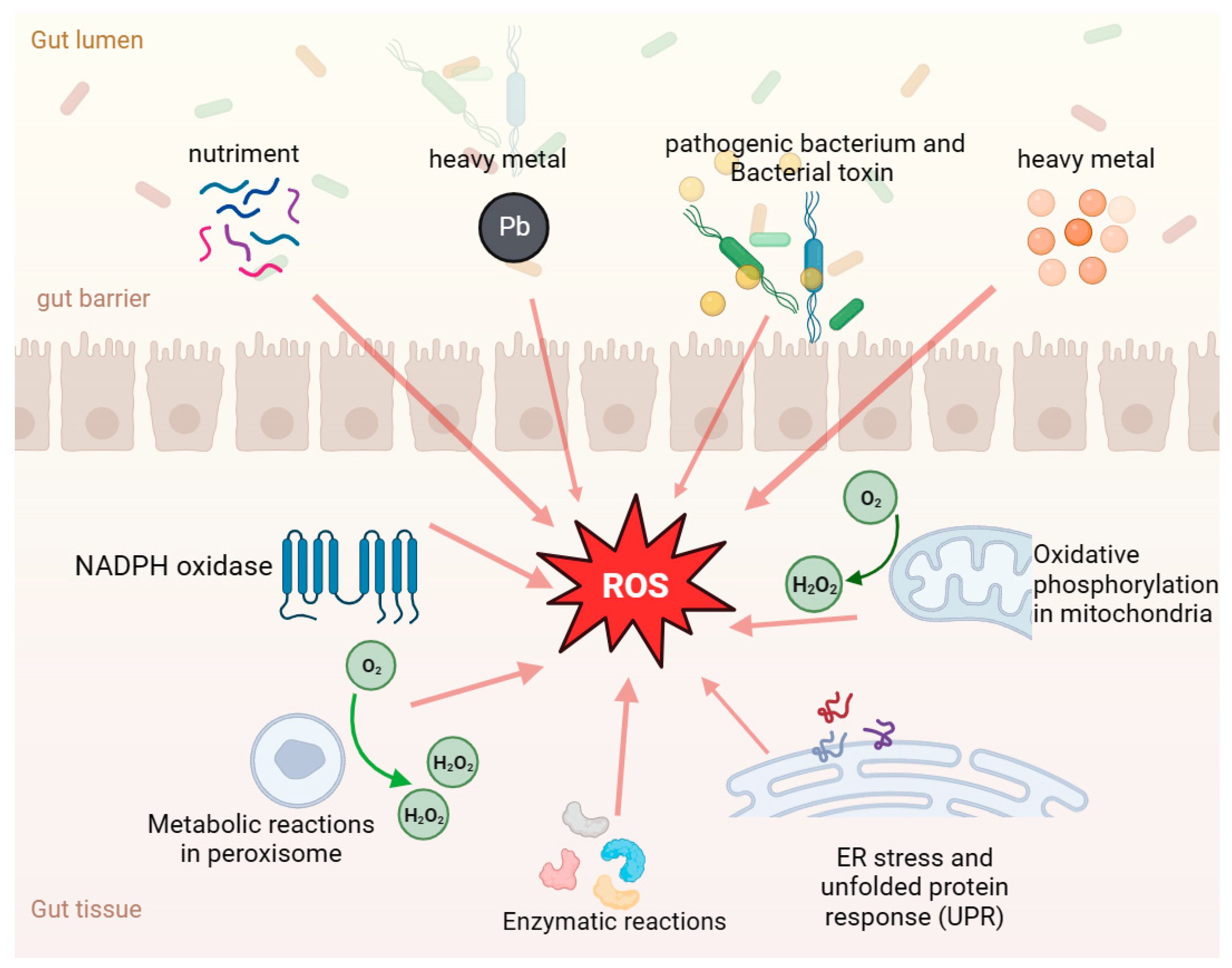 Antioxidants 13 00305 g002