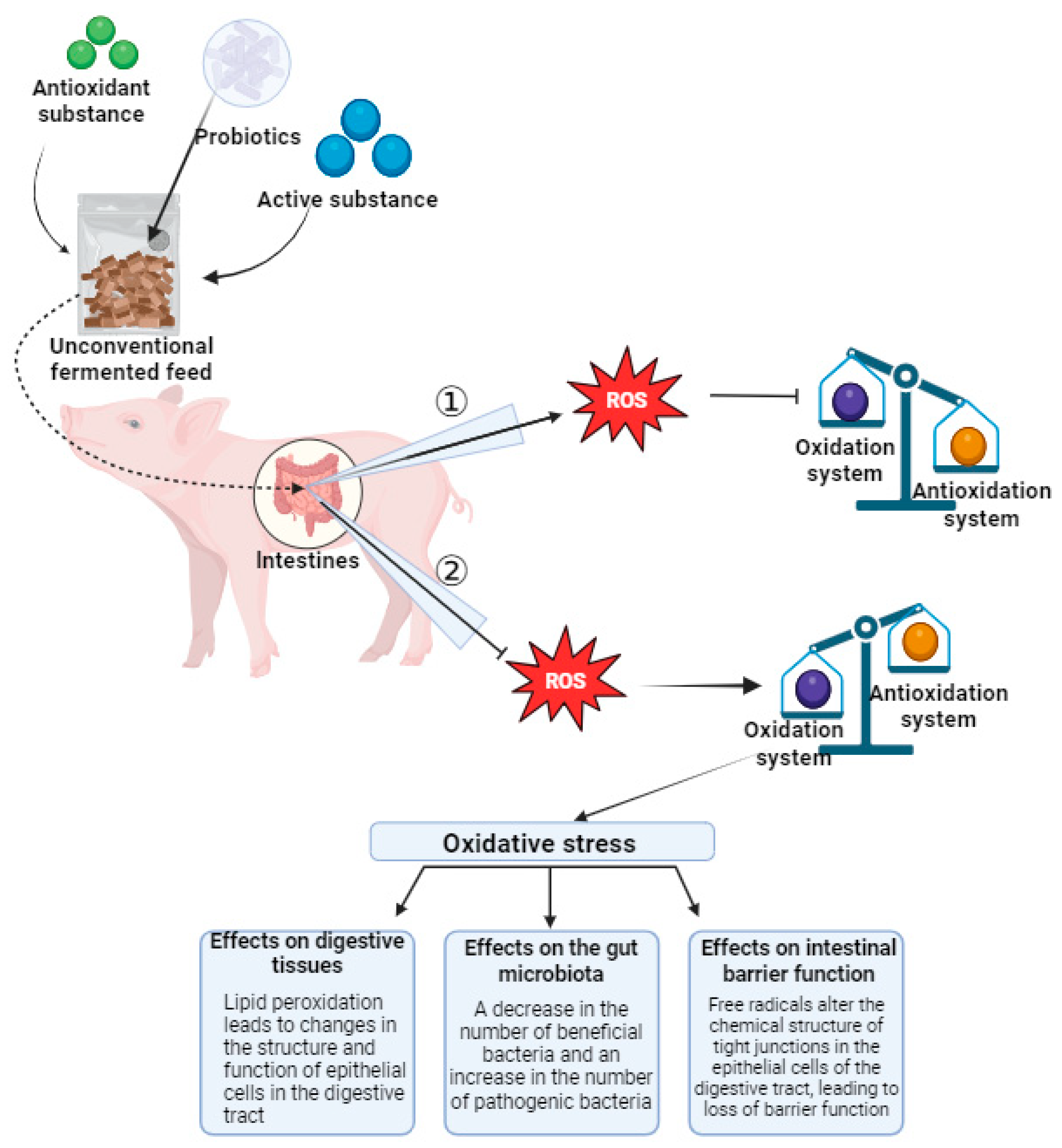 Antioxidants 13 00305 g003