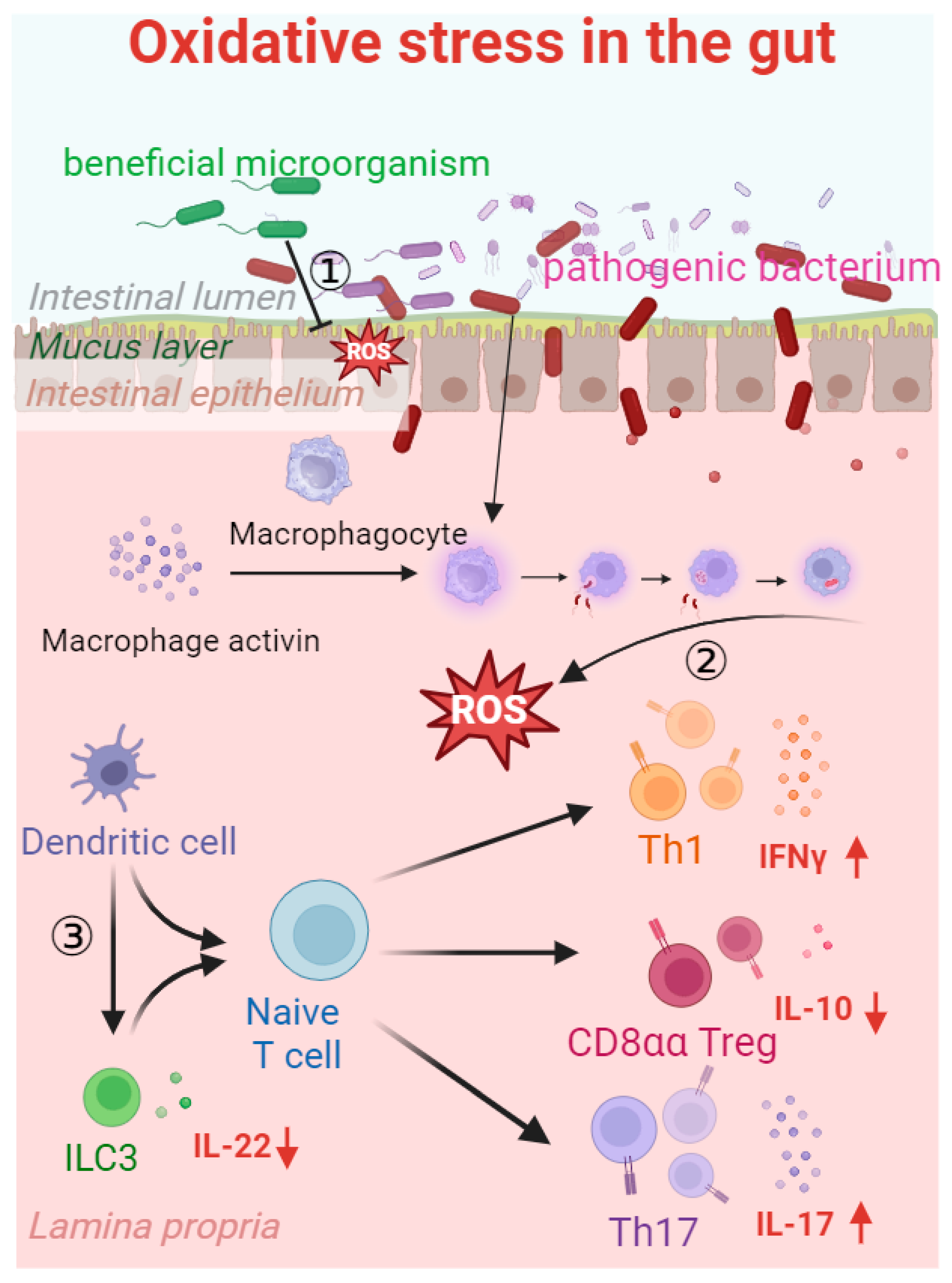 Antioxidants 13 00305 g004
