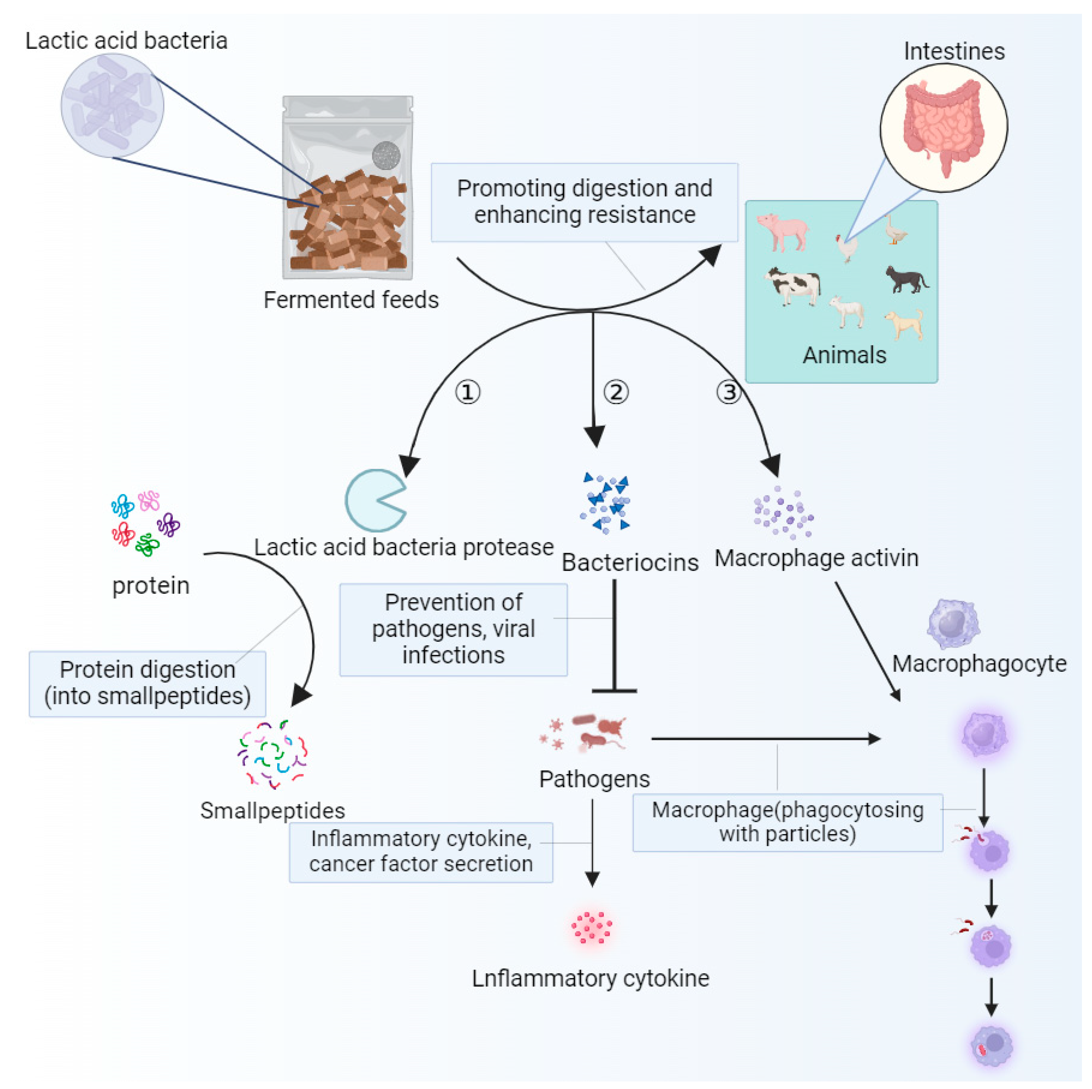 Antioxidants 13 00305 g005