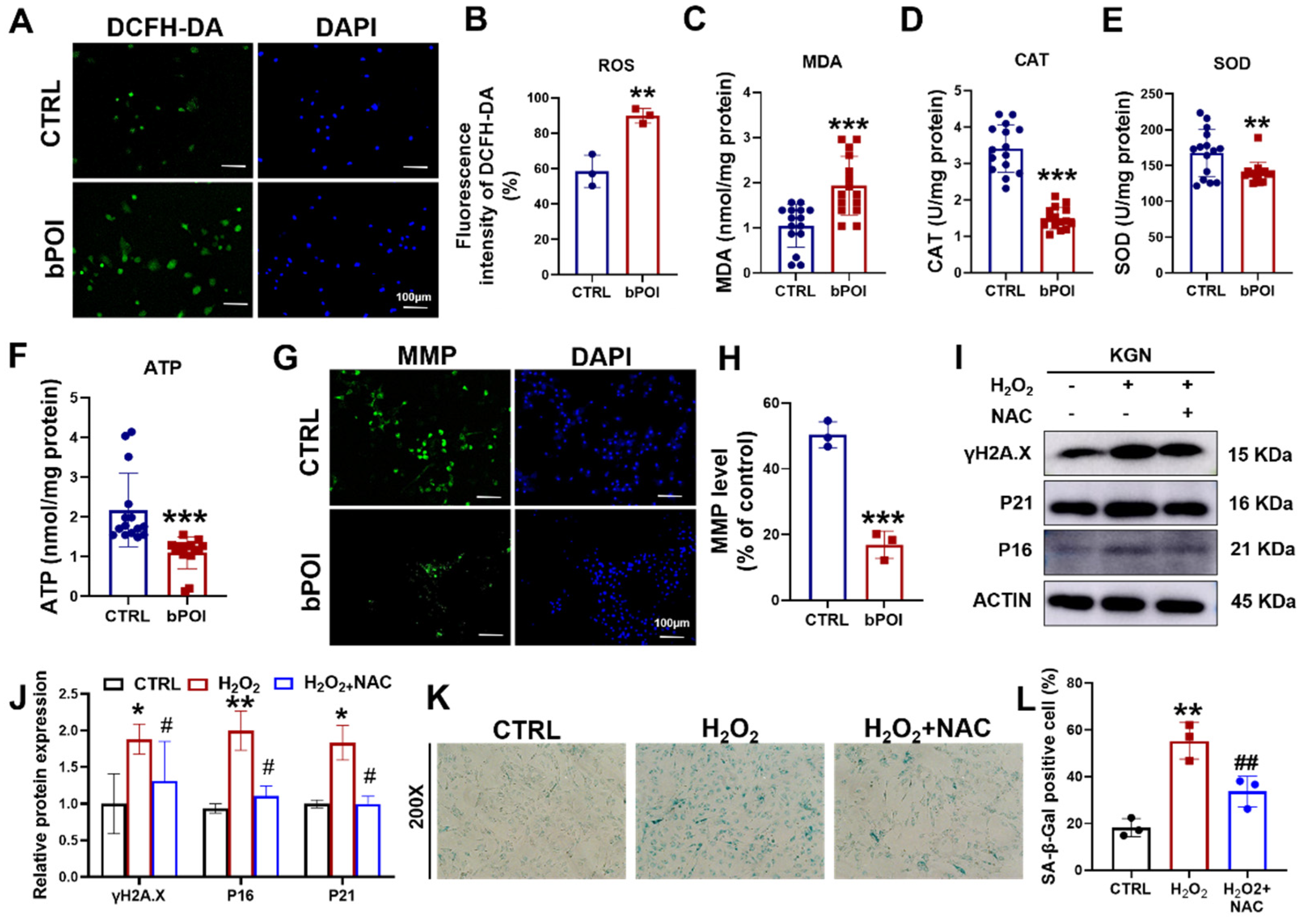 Antioxidants 13 00308 g002