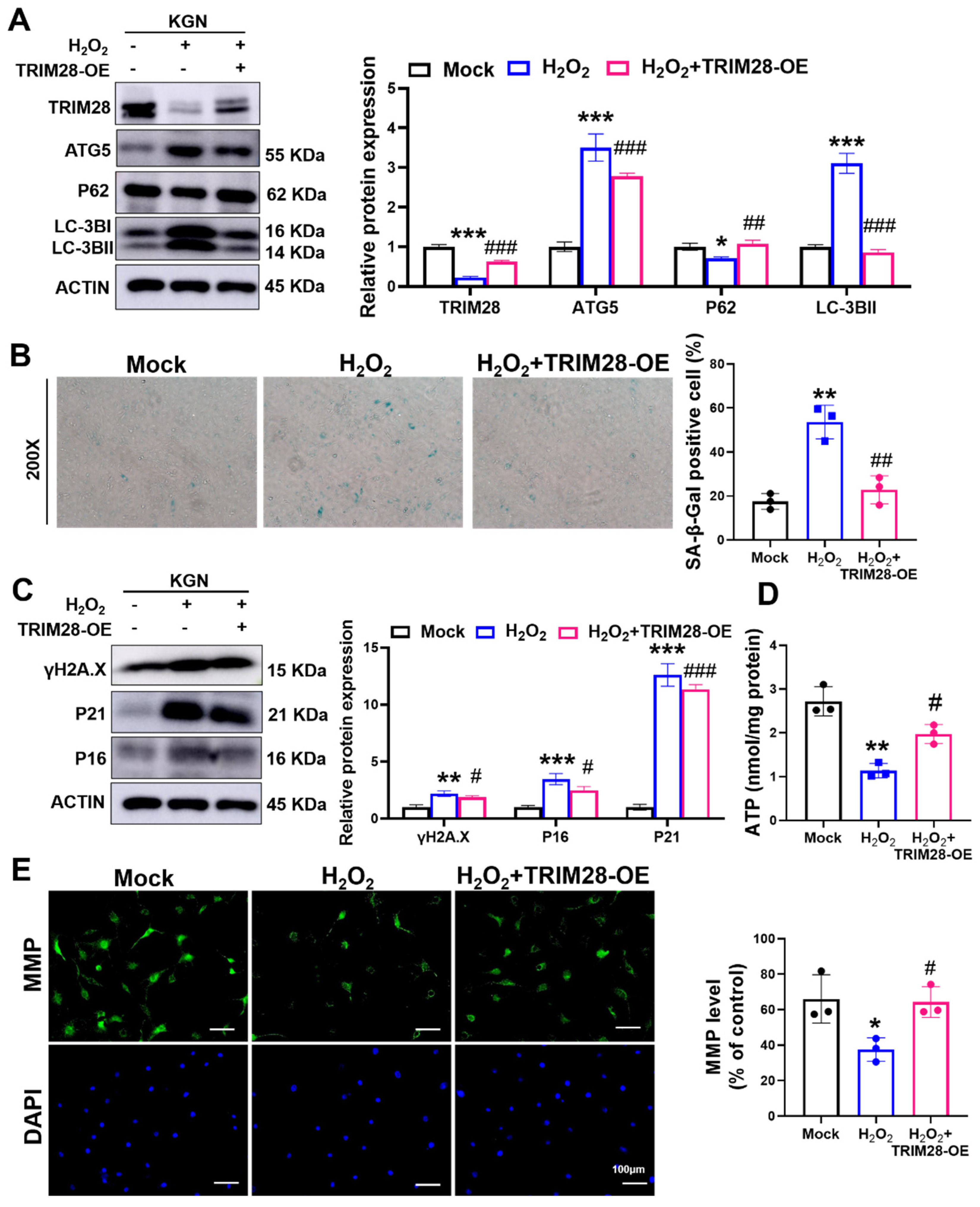 Antioxidants 13 00308 g005