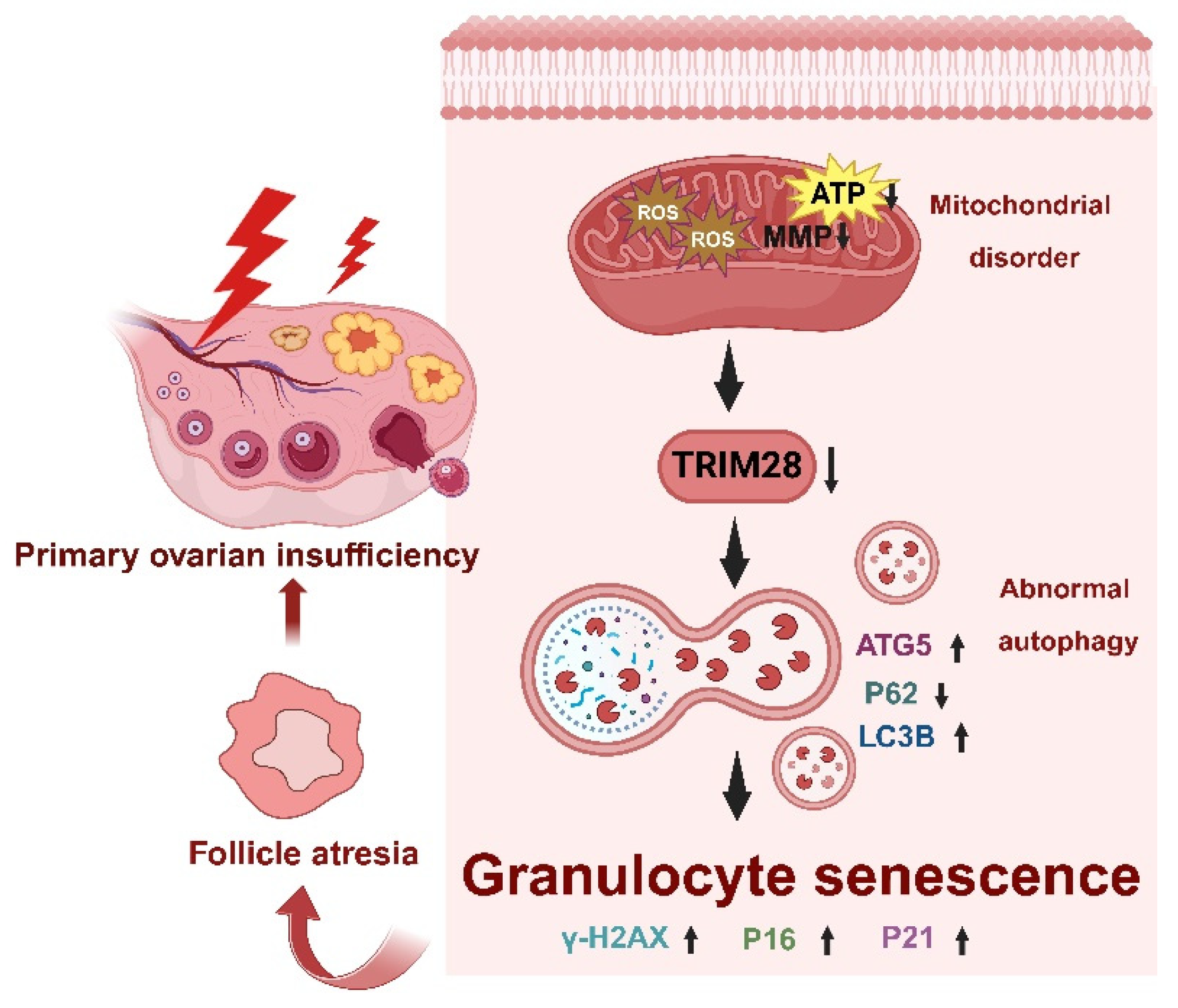 Antioxidants 13 00308 g008