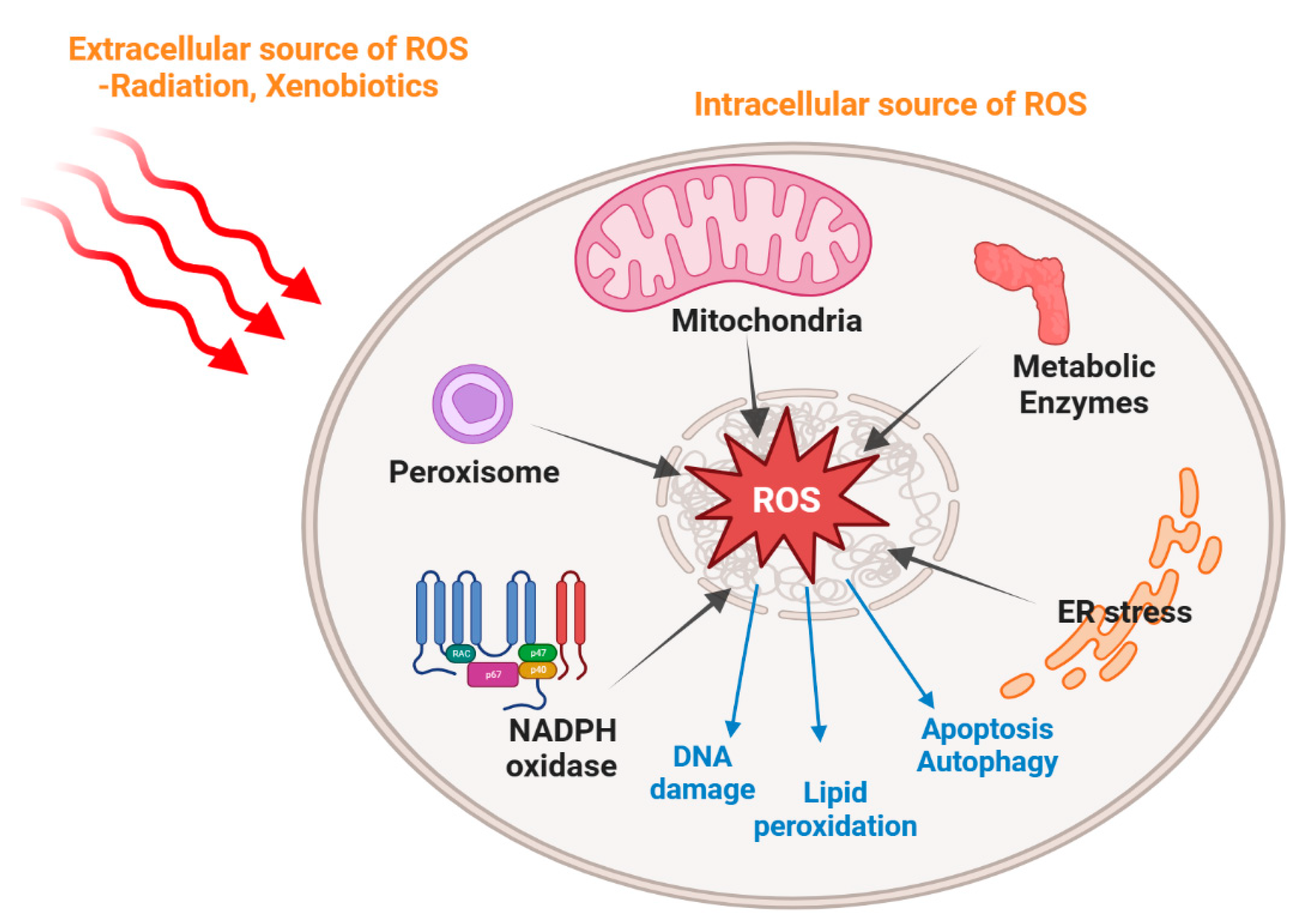Antioxidants 13 00312 g001 Antioxidants 13 00312 g001