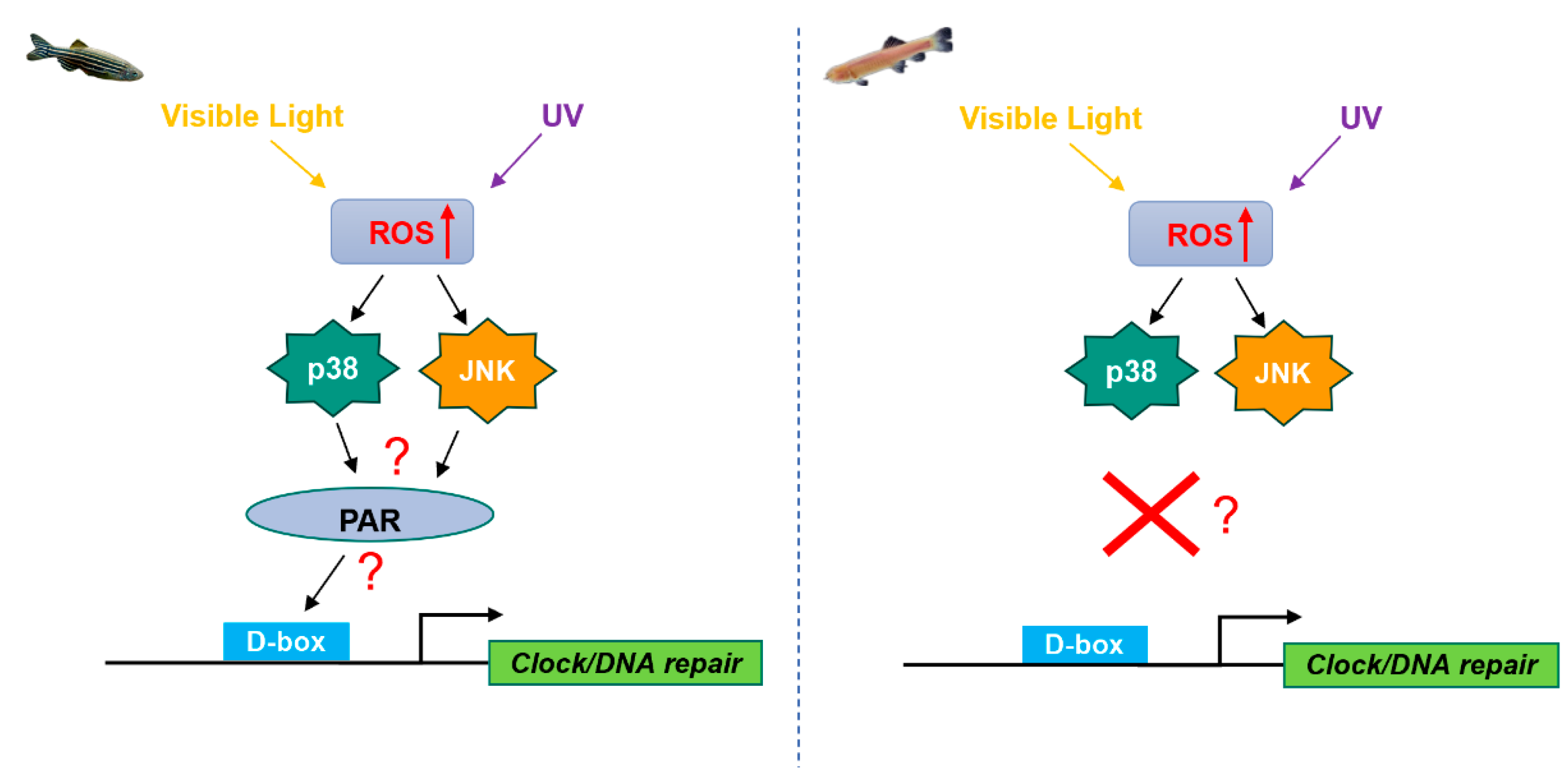 Antioxidants 13 00312 g009 Antioxidants 13 00312 g009