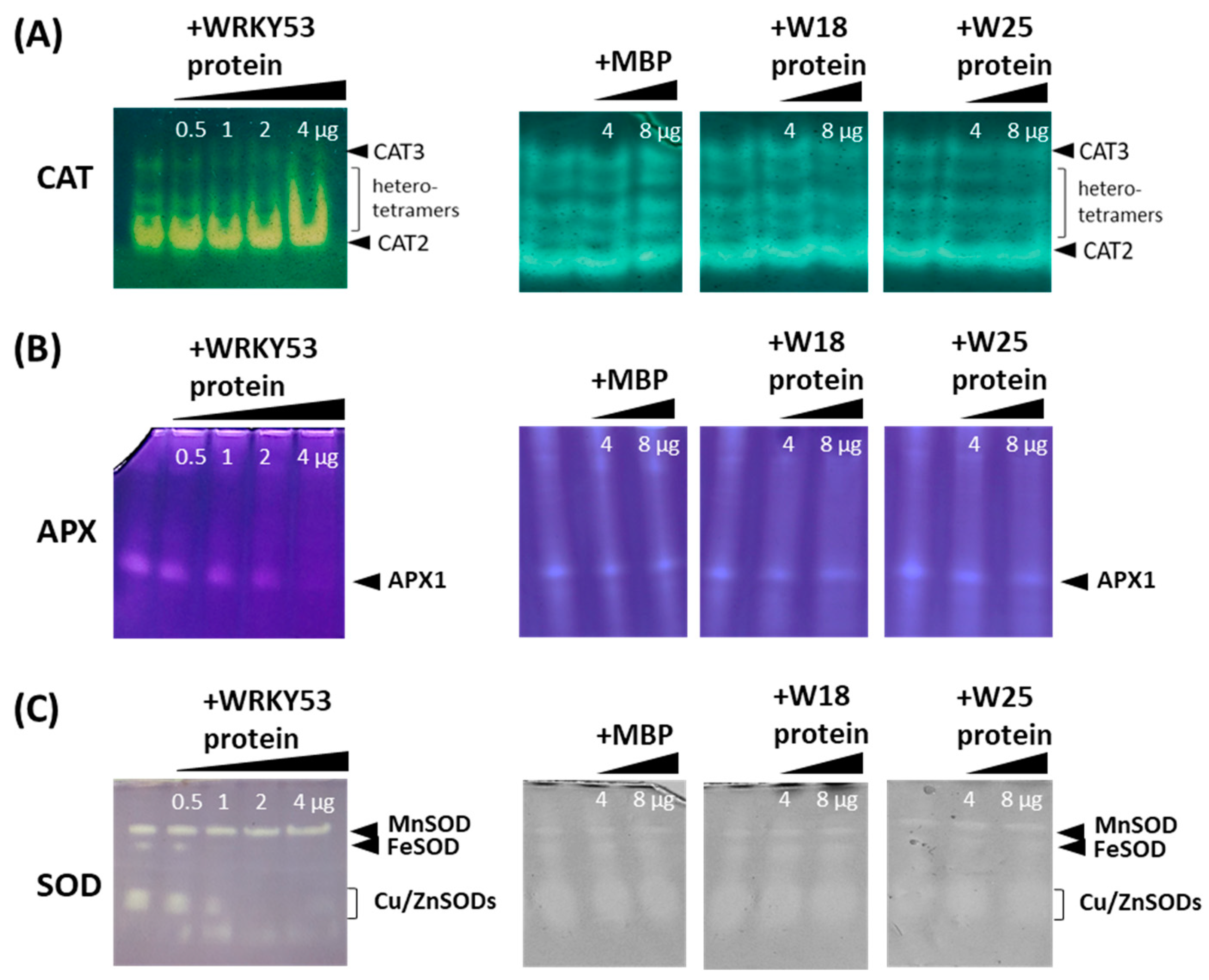 Antioxidants 13 00315 g001