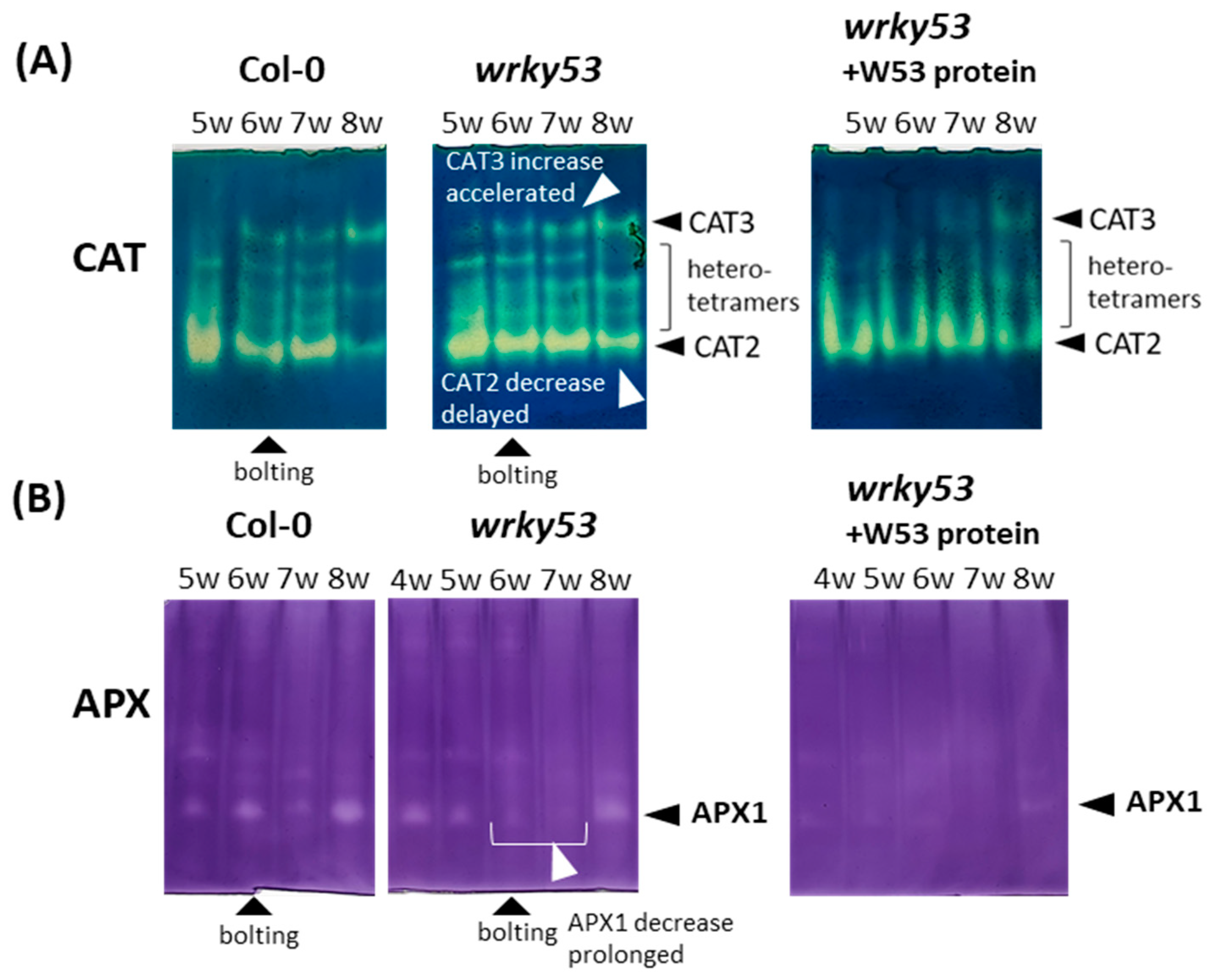 Antioxidants 13 00315 g005