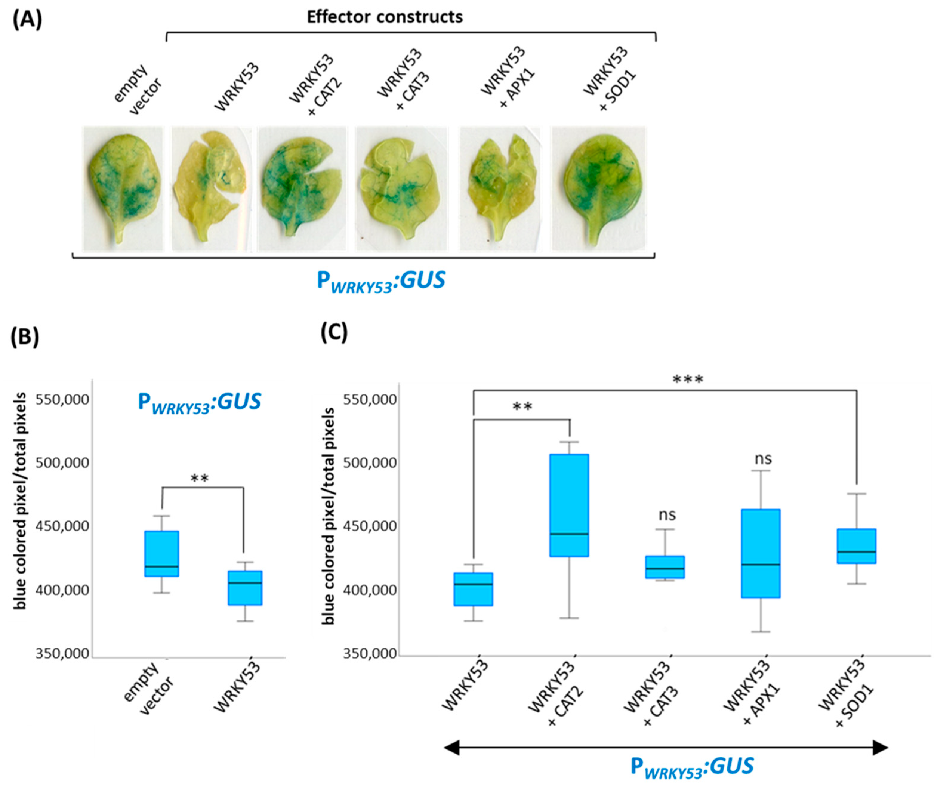 Antioxidants 13 00315 g006
