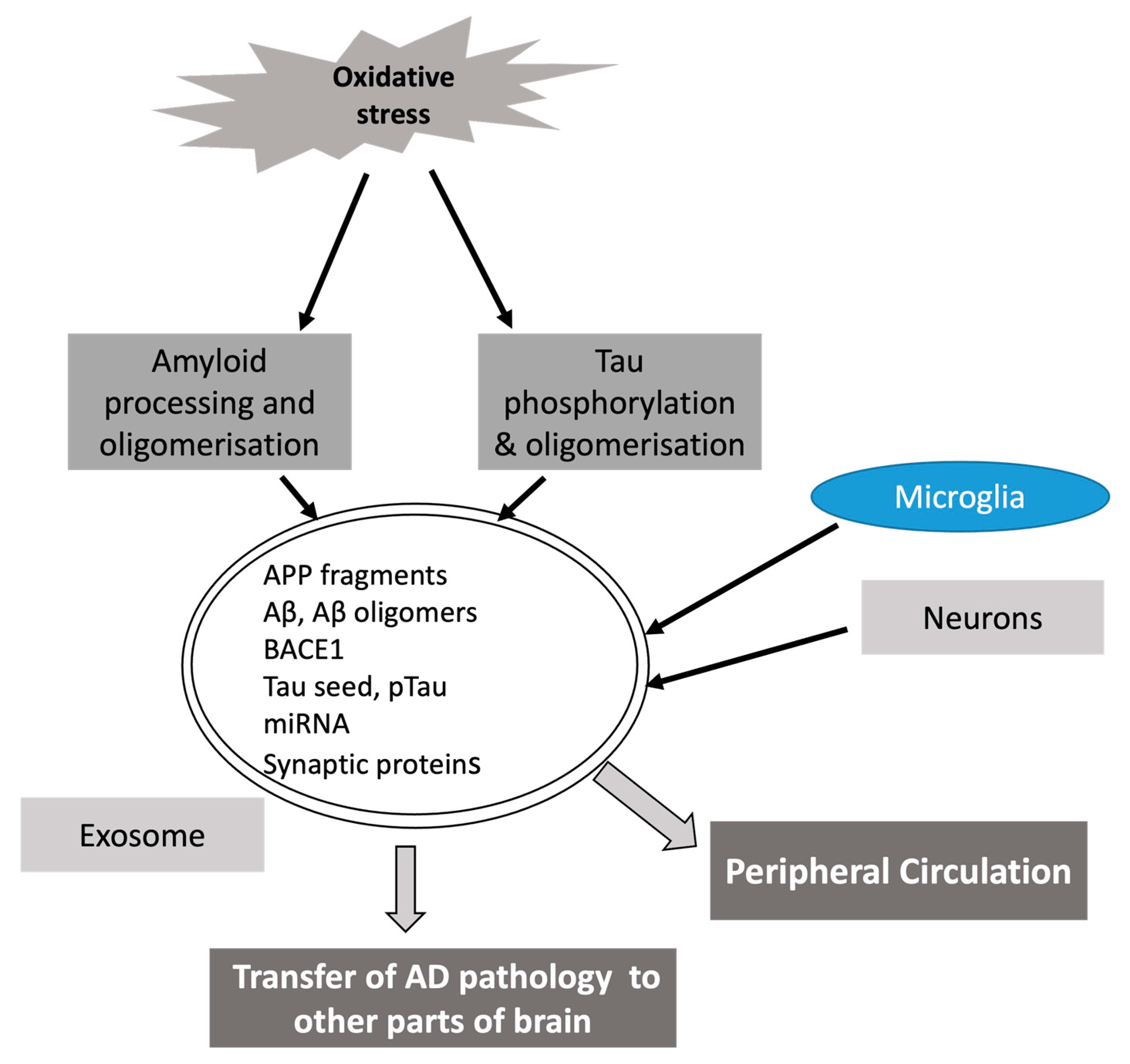 Antioxidants 13 00316 g002