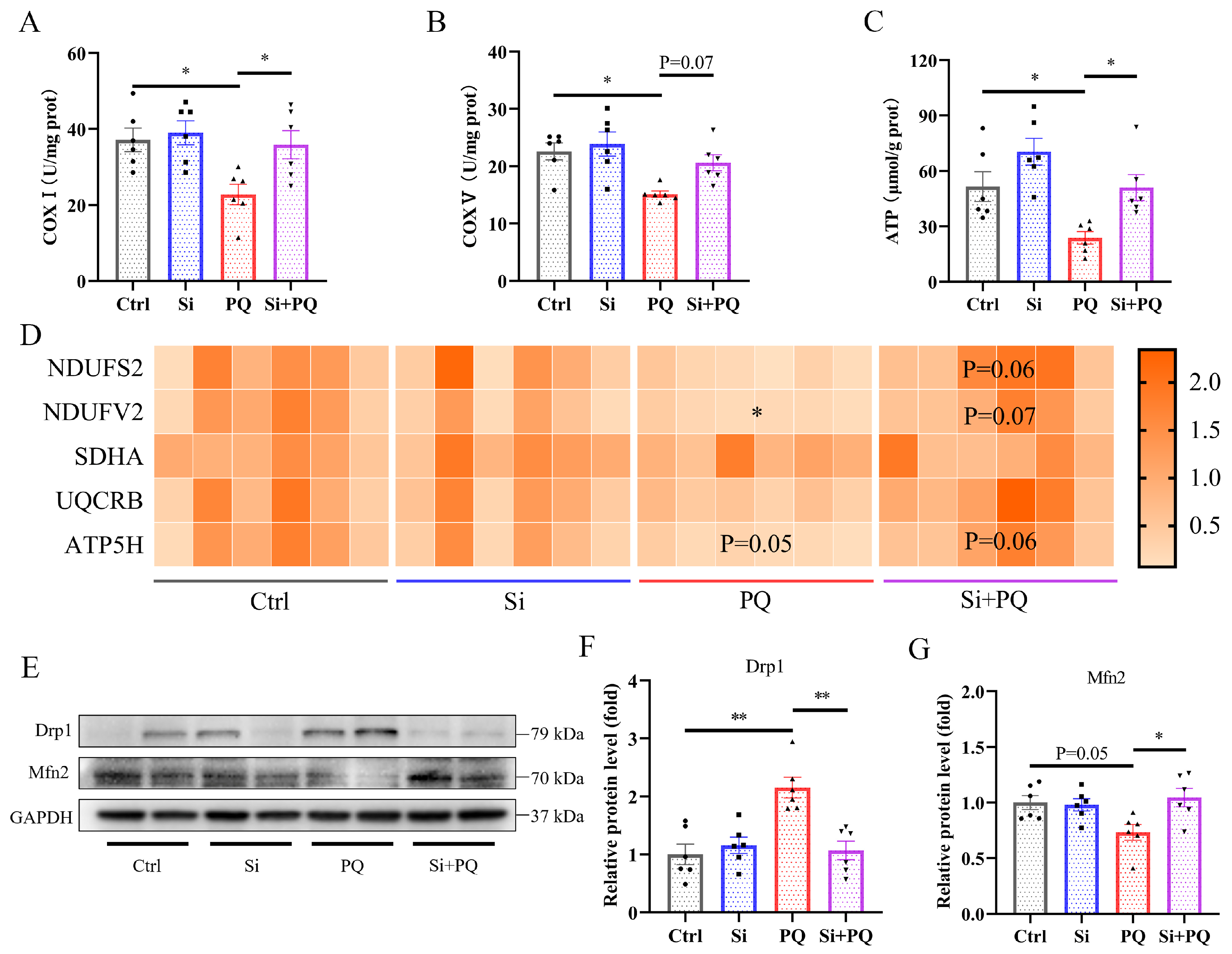 Antioxidants 13 00324 g005
