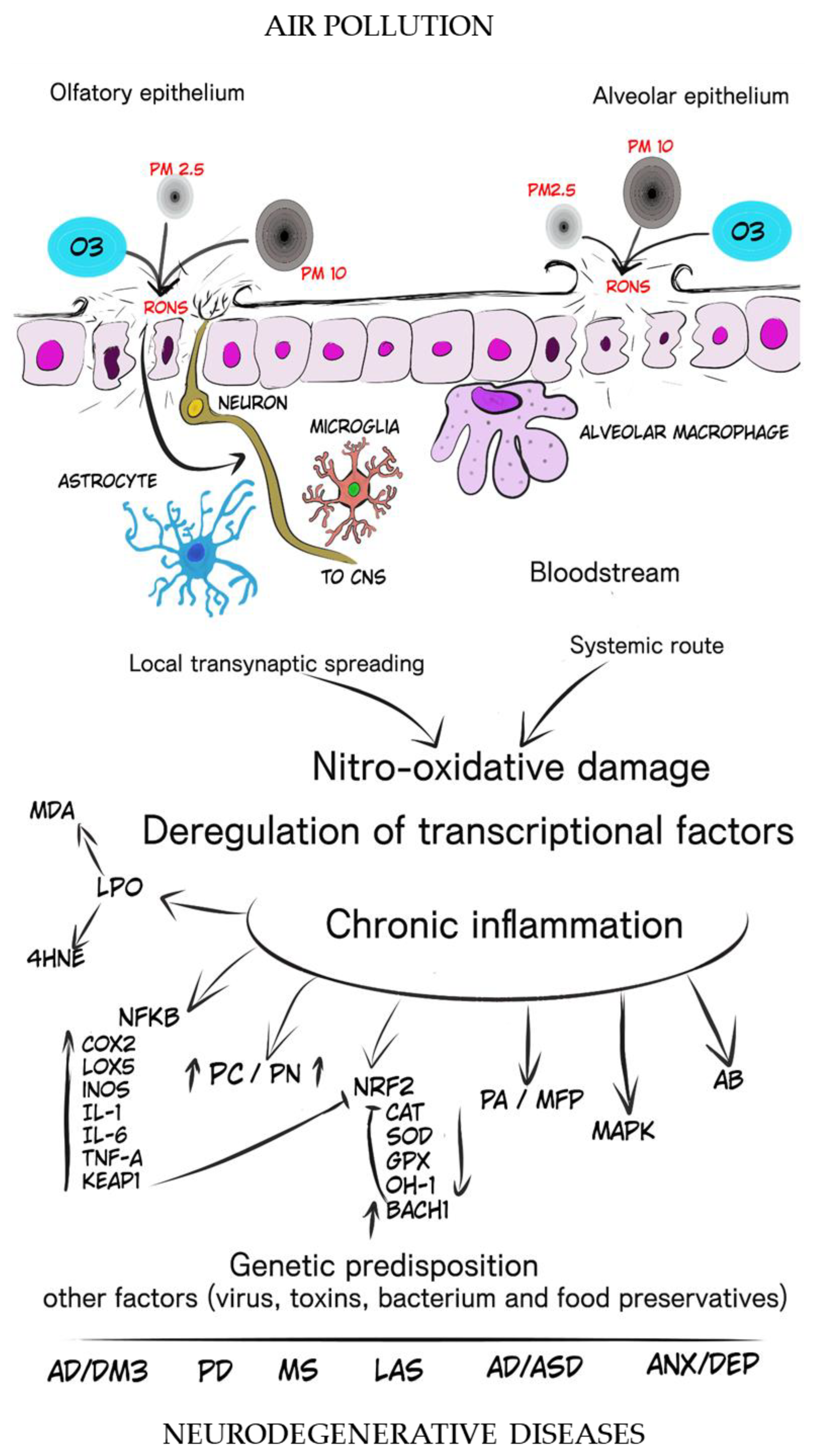 Antioxidants 13 00326 g001