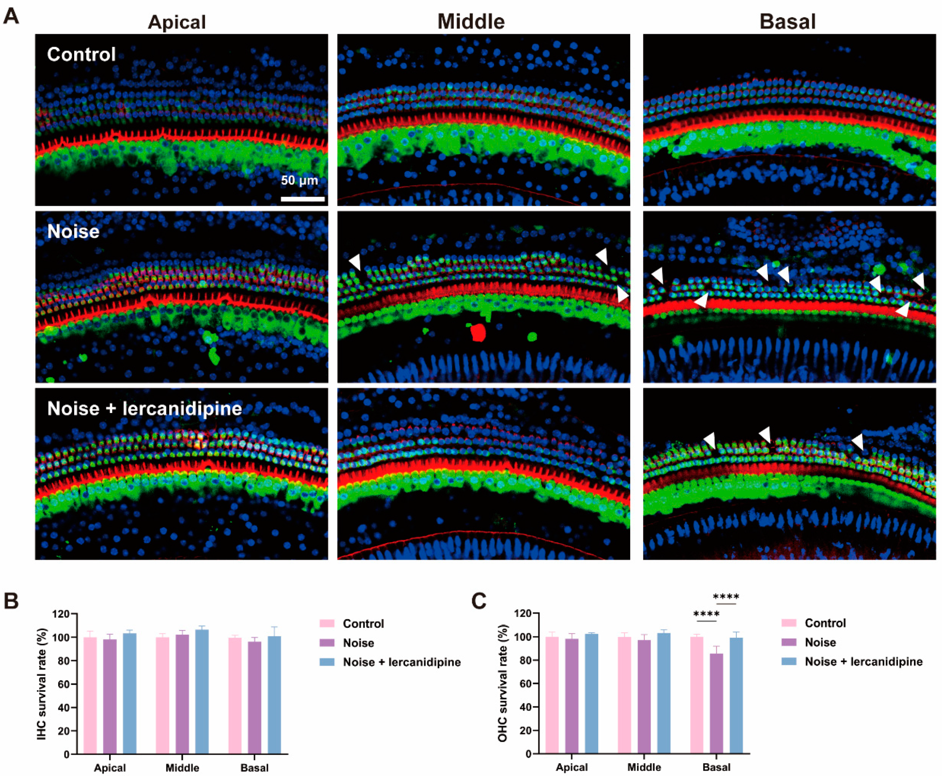 Antioxidants 13 00327 g005