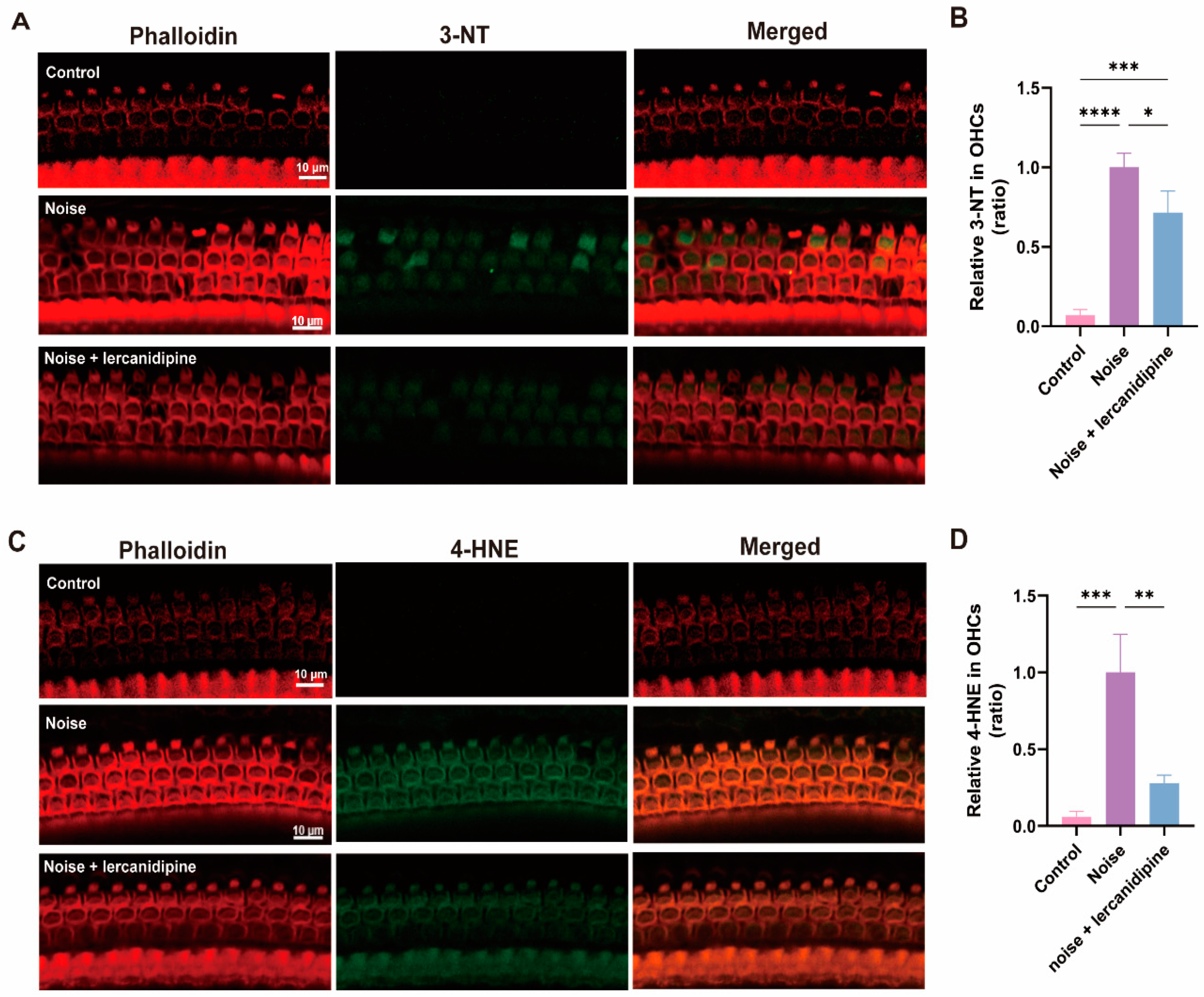 Antioxidants 13 00327 g006