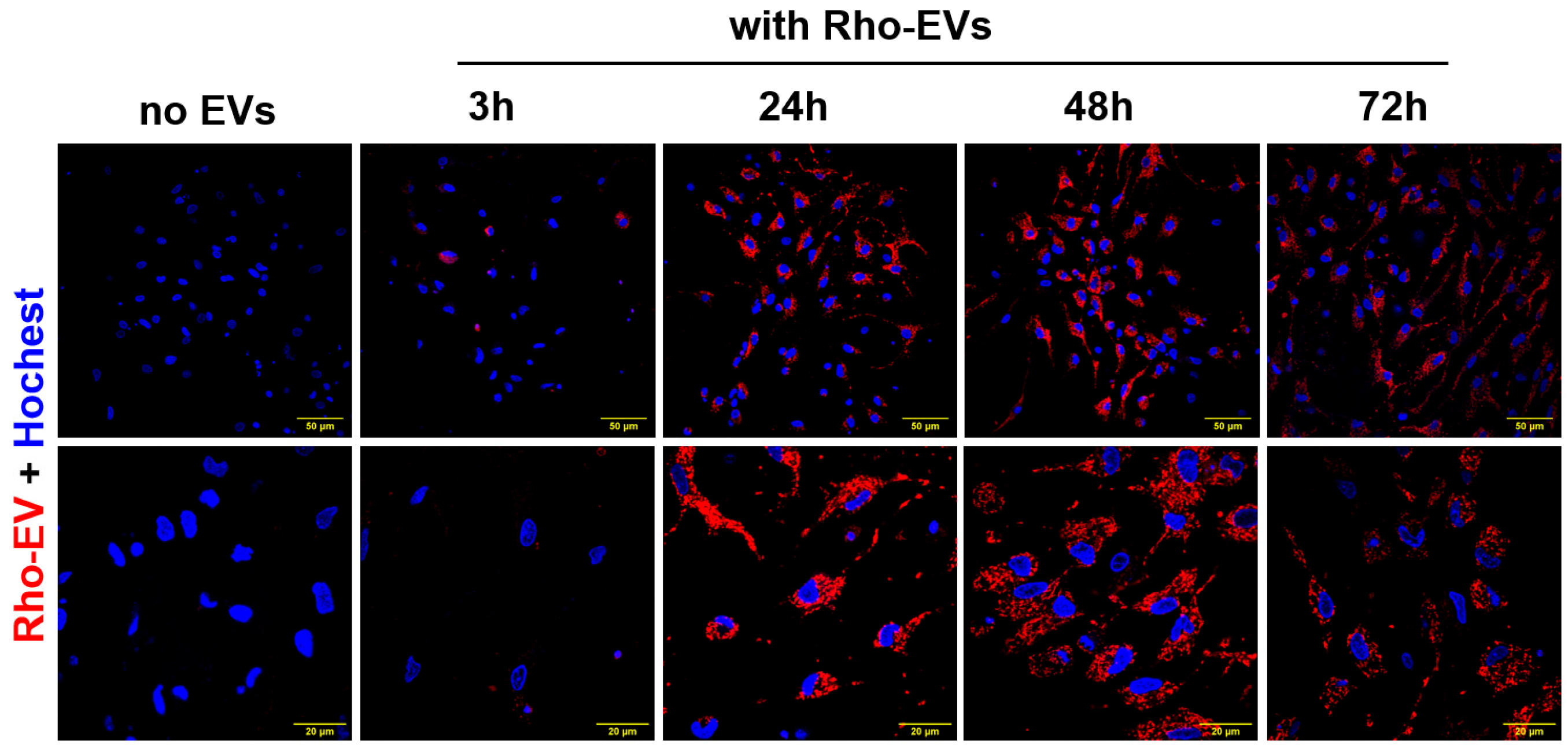 Antioxidants 13 00328 g003