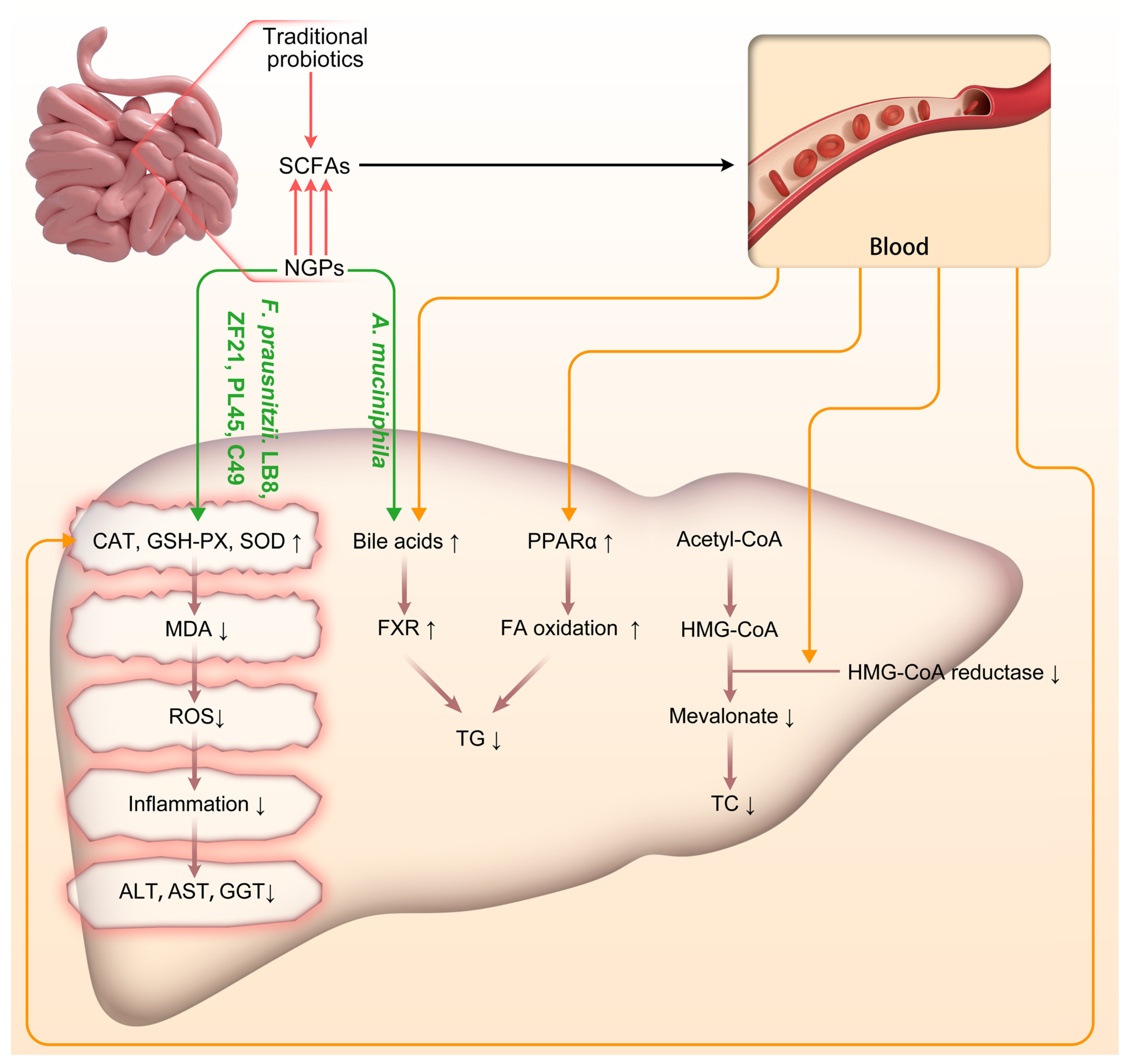 Antioxidants 13 00329 g002
