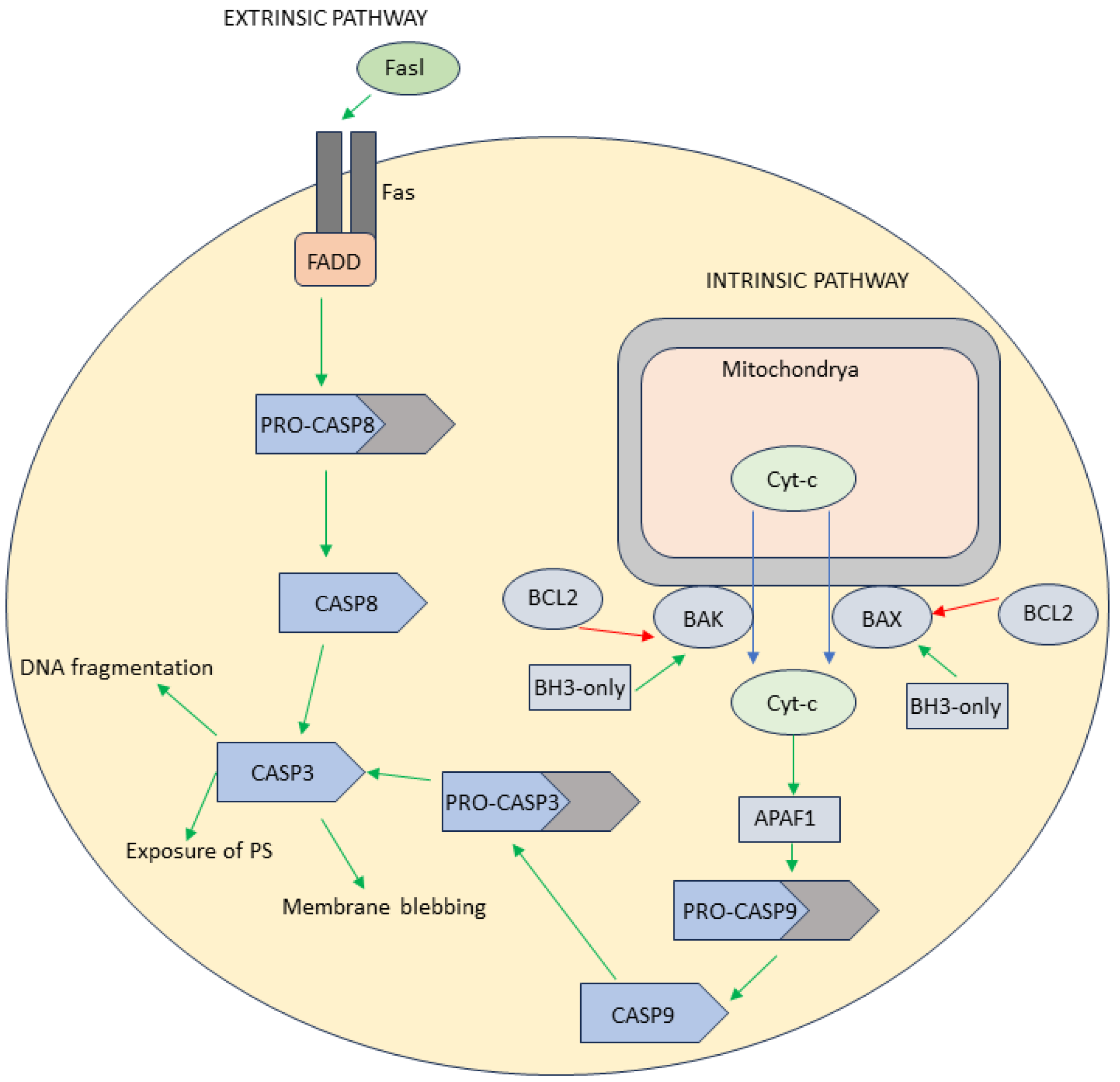 Antioxidants 13 00334 g001