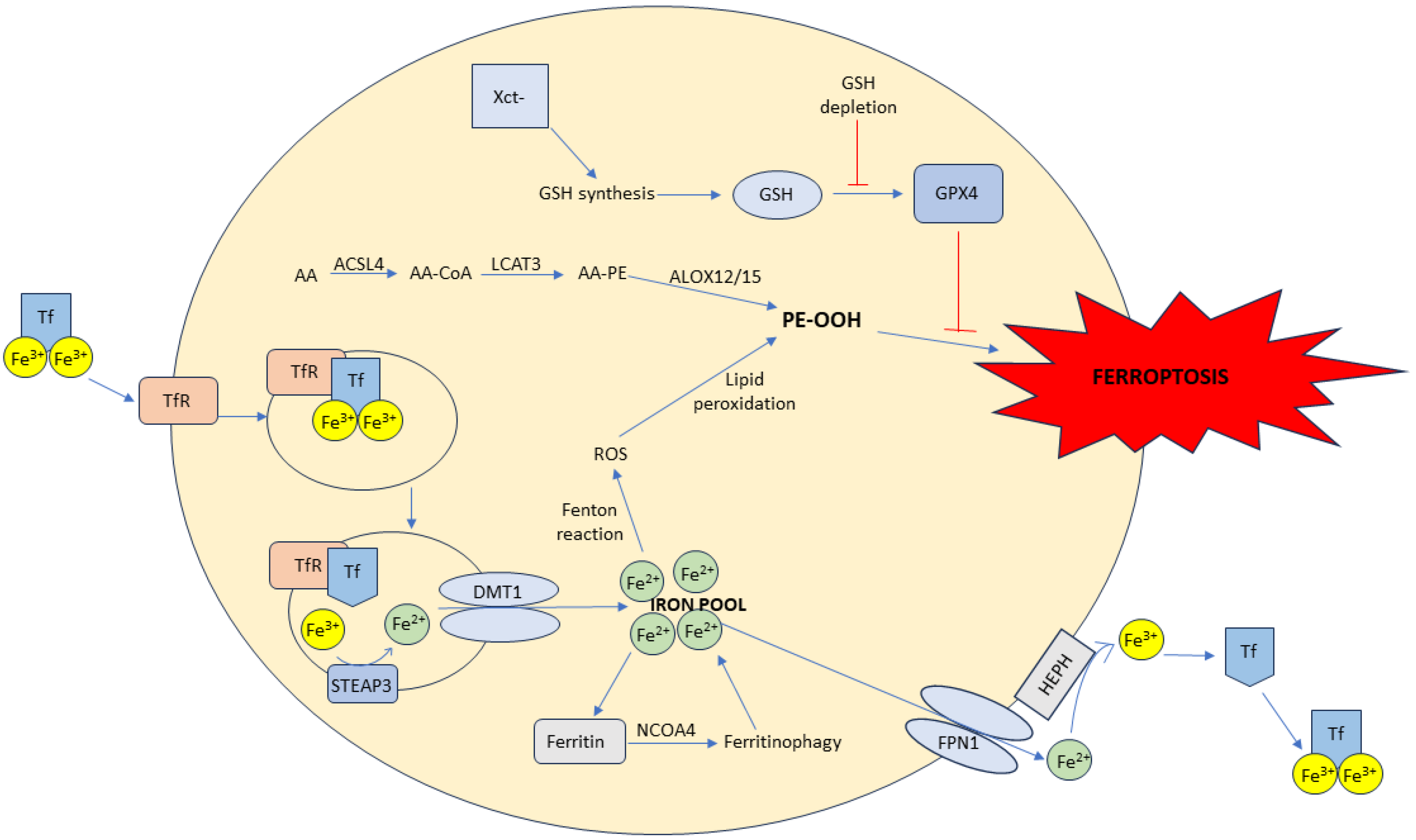 Antioxidants 13 00334 g003
