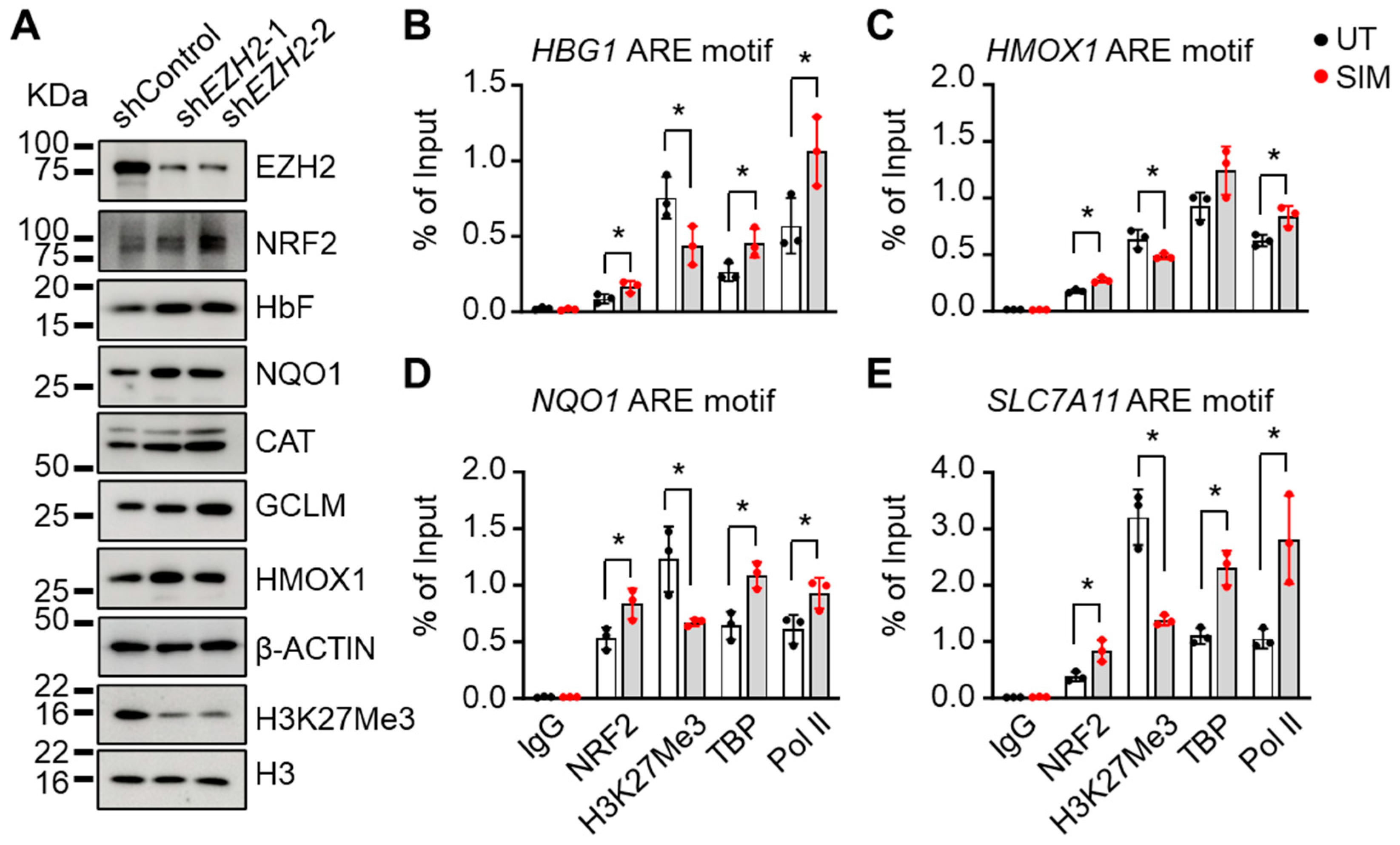 Antioxidants 13 00337 g005