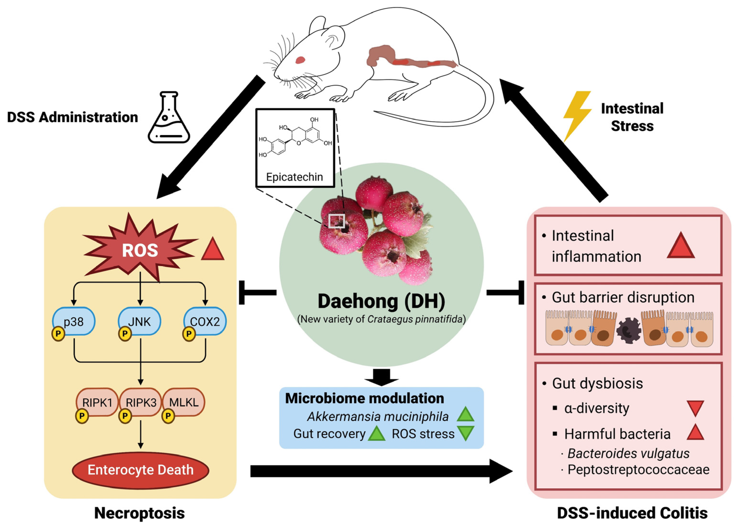 Antioxidants 13 00340 g008