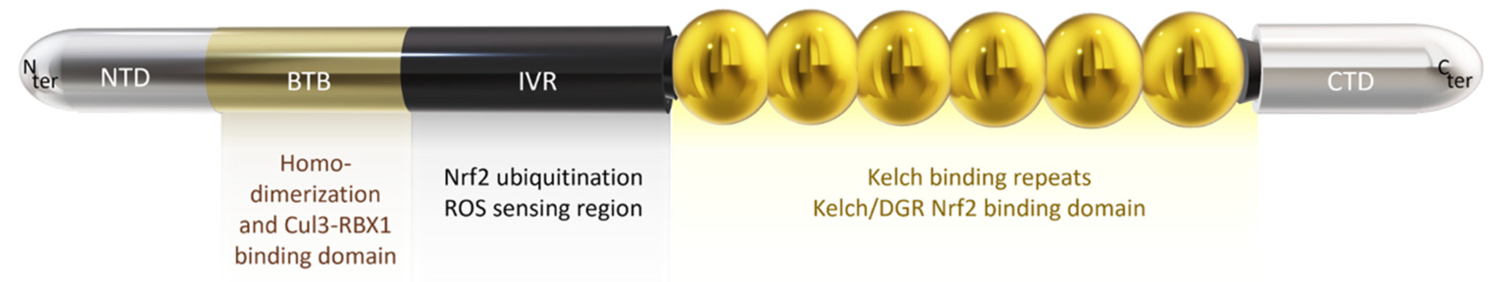 Antioxidants 13 00344 g002