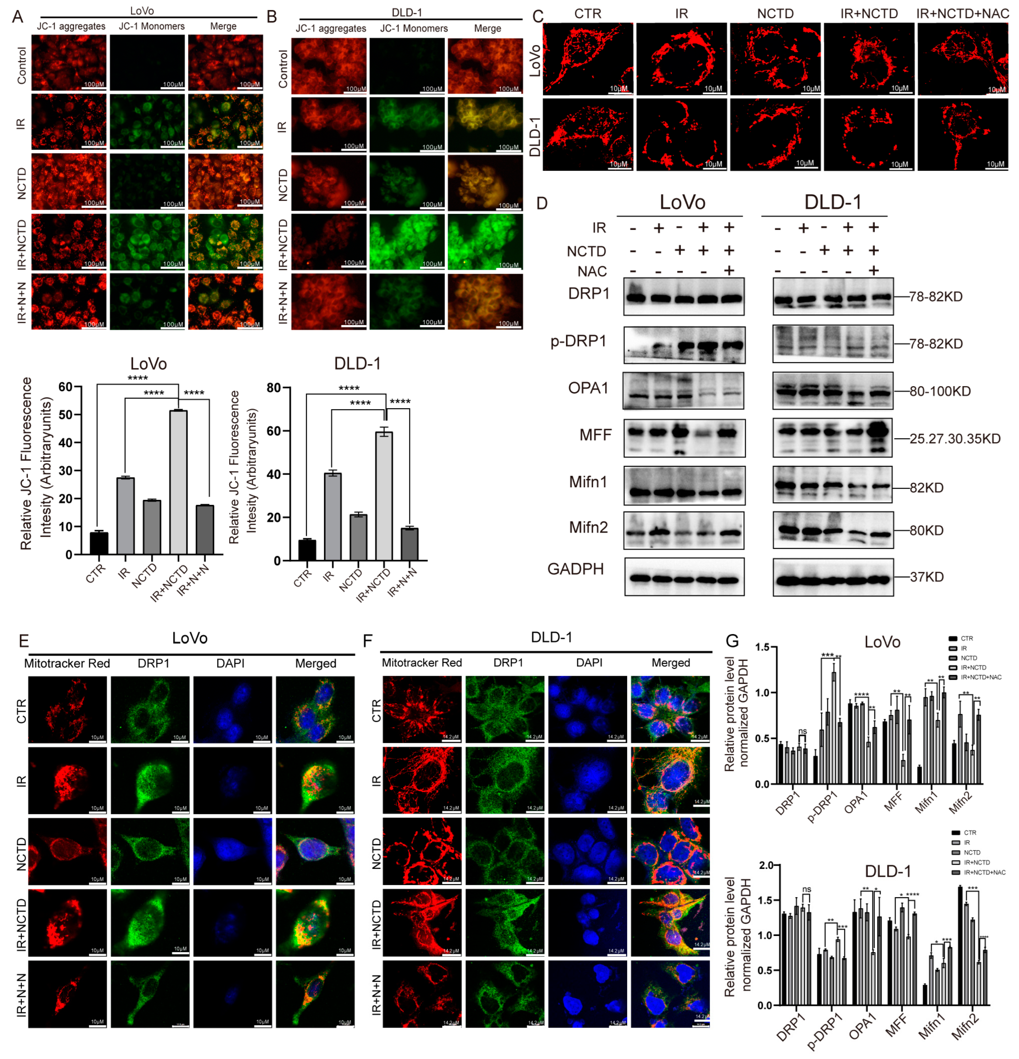 Antioxidants 13 00347 g006