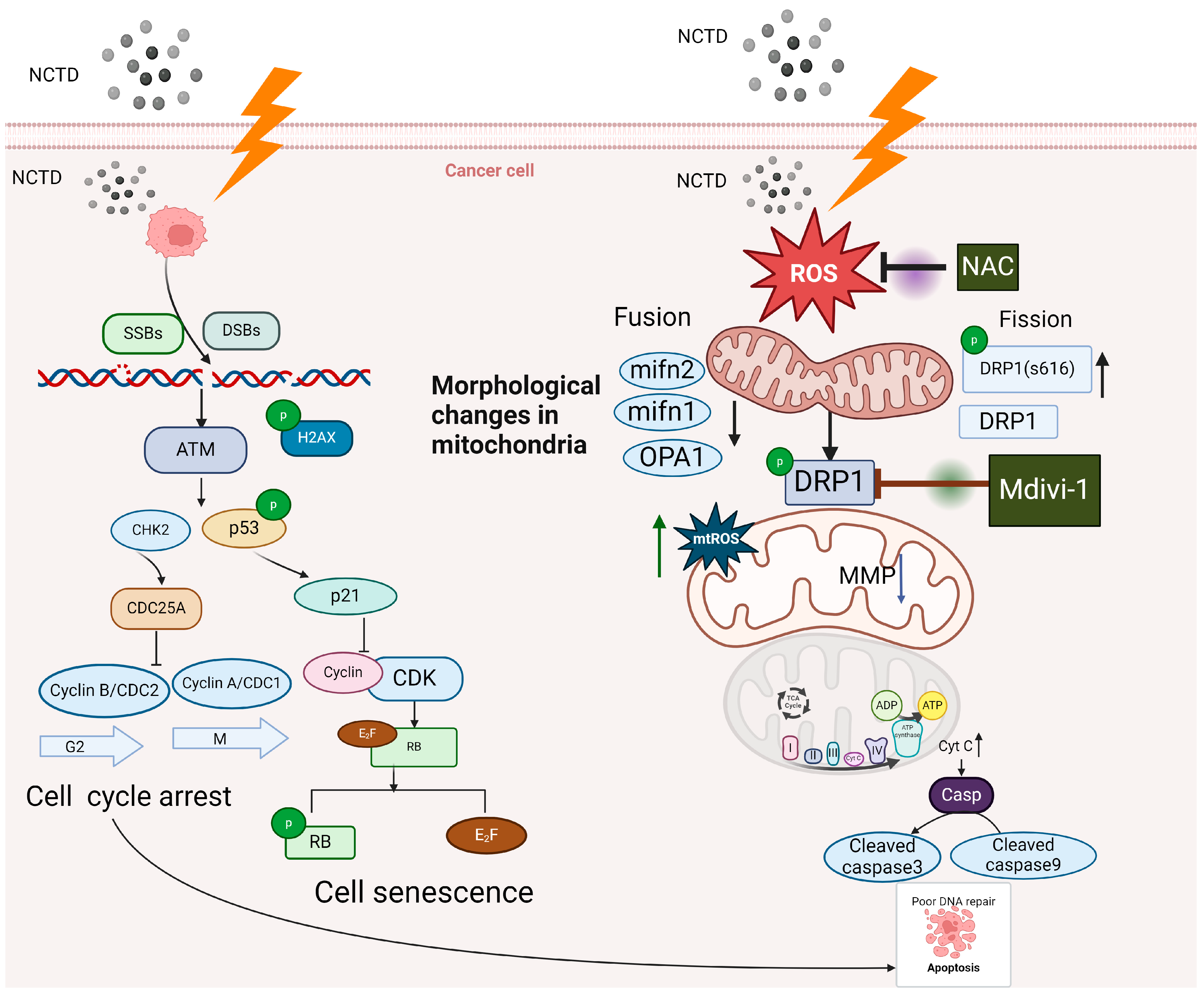 Antioxidants 13 00347 g009