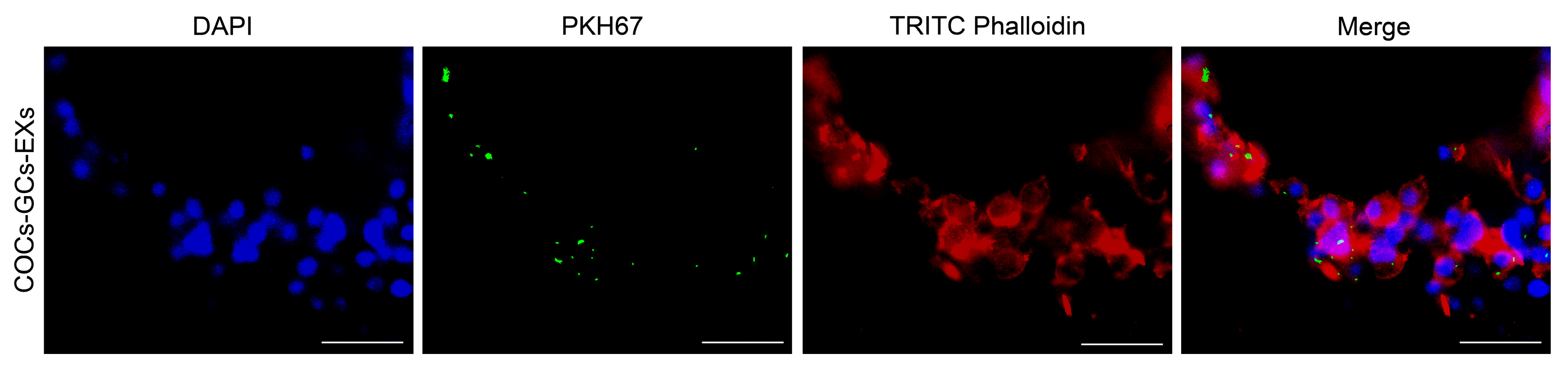 Antioxidants 13 00348 g002