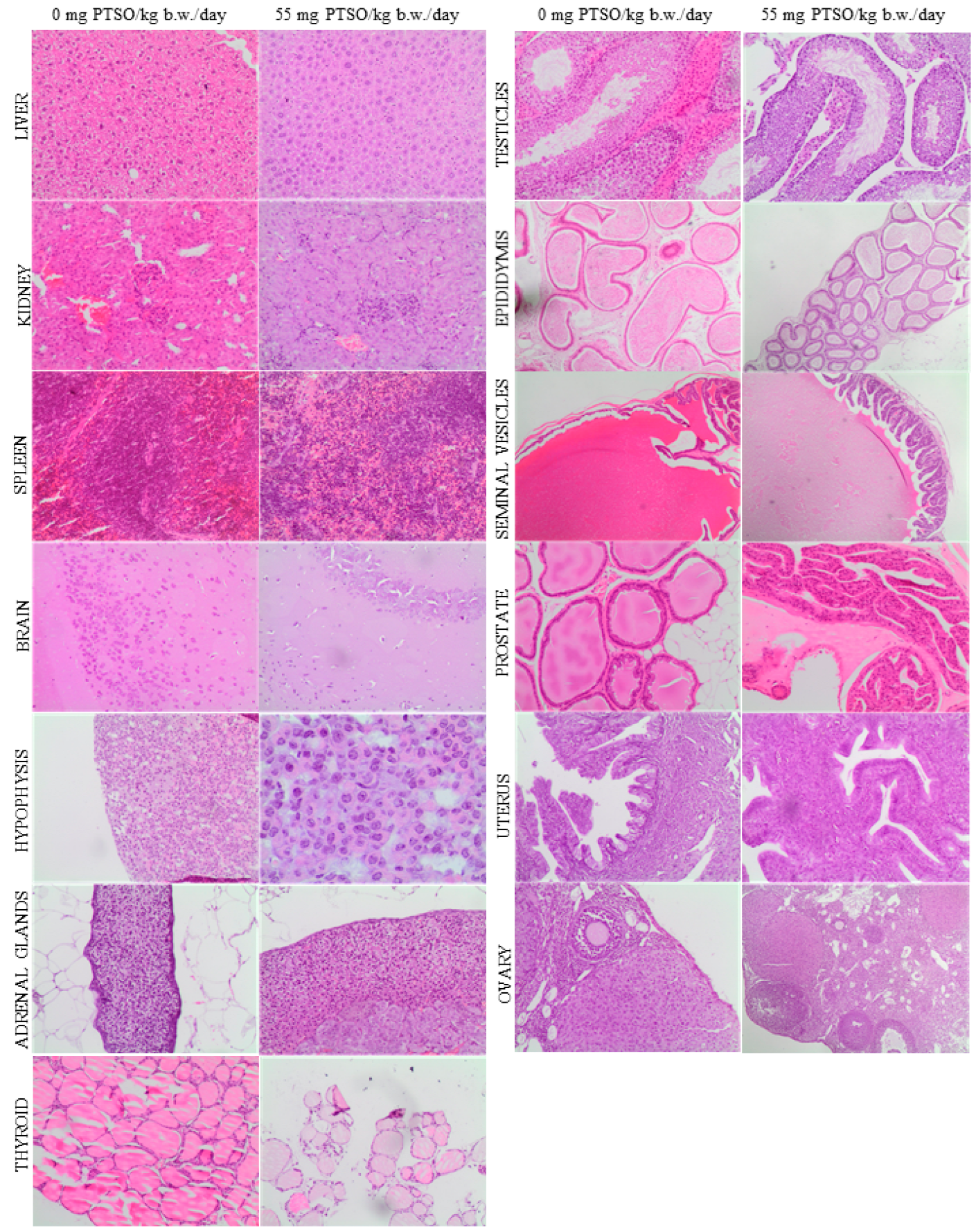 Antioxidants 13 00350 g008