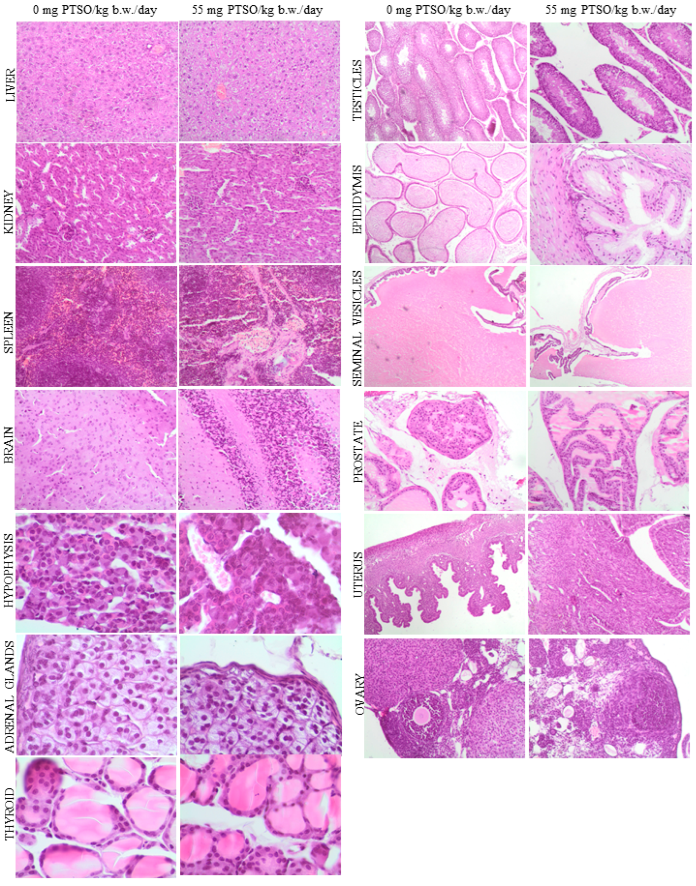 Antioxidants 13 00350 g009