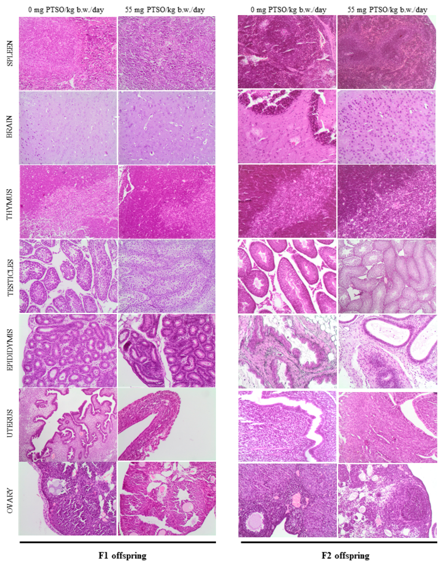 Antioxidants 13 00350 g010