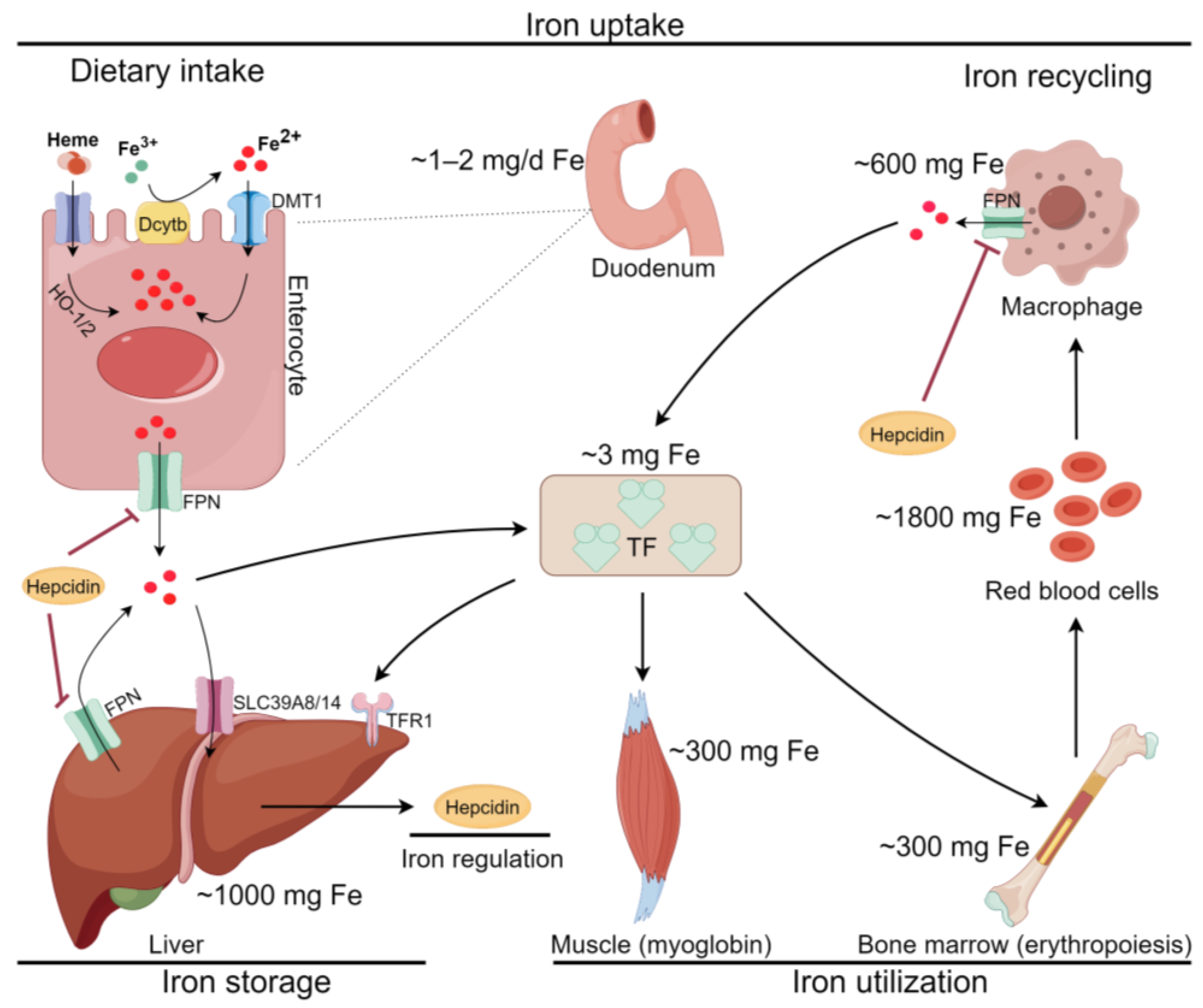 Antioxidants 13 00352 g002