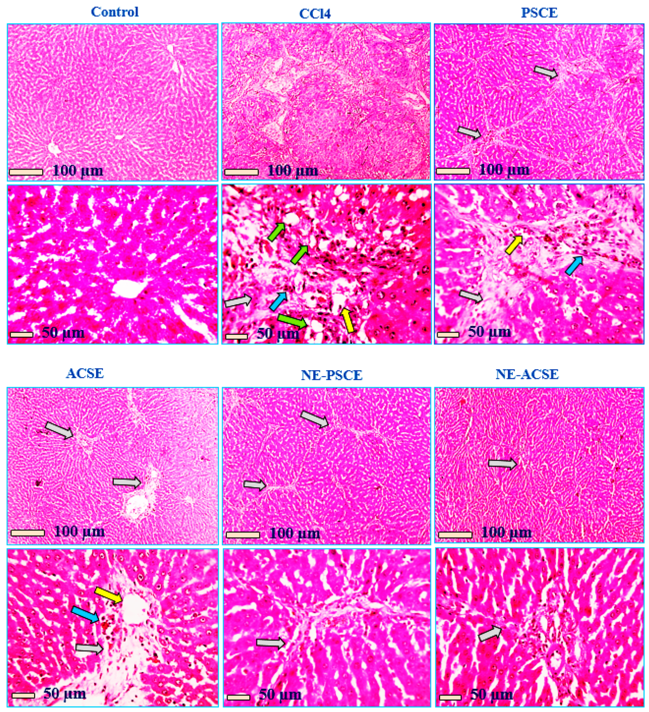 Antioxidants 13 00355 g008
