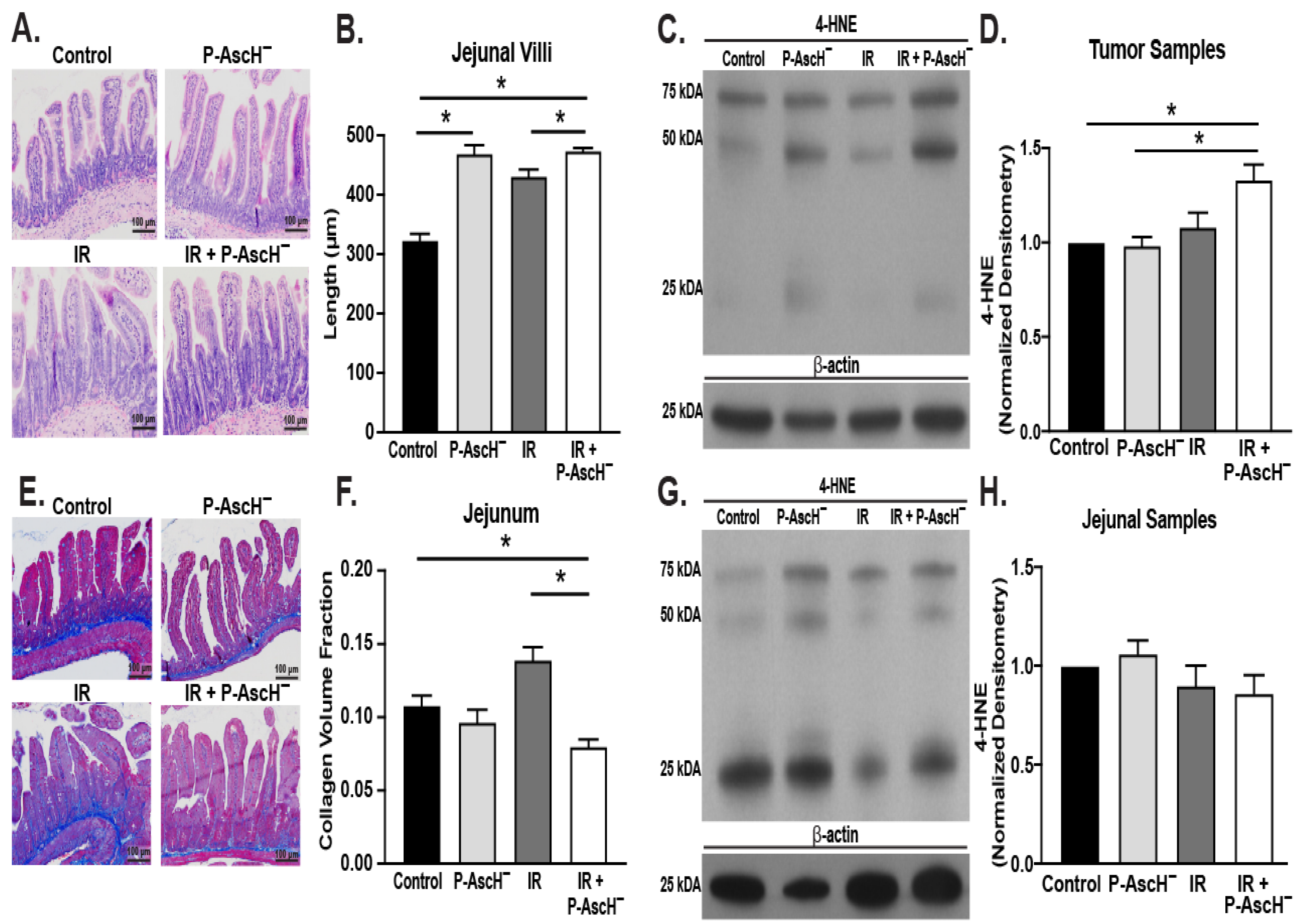 Antioxidants 13 00361 g002